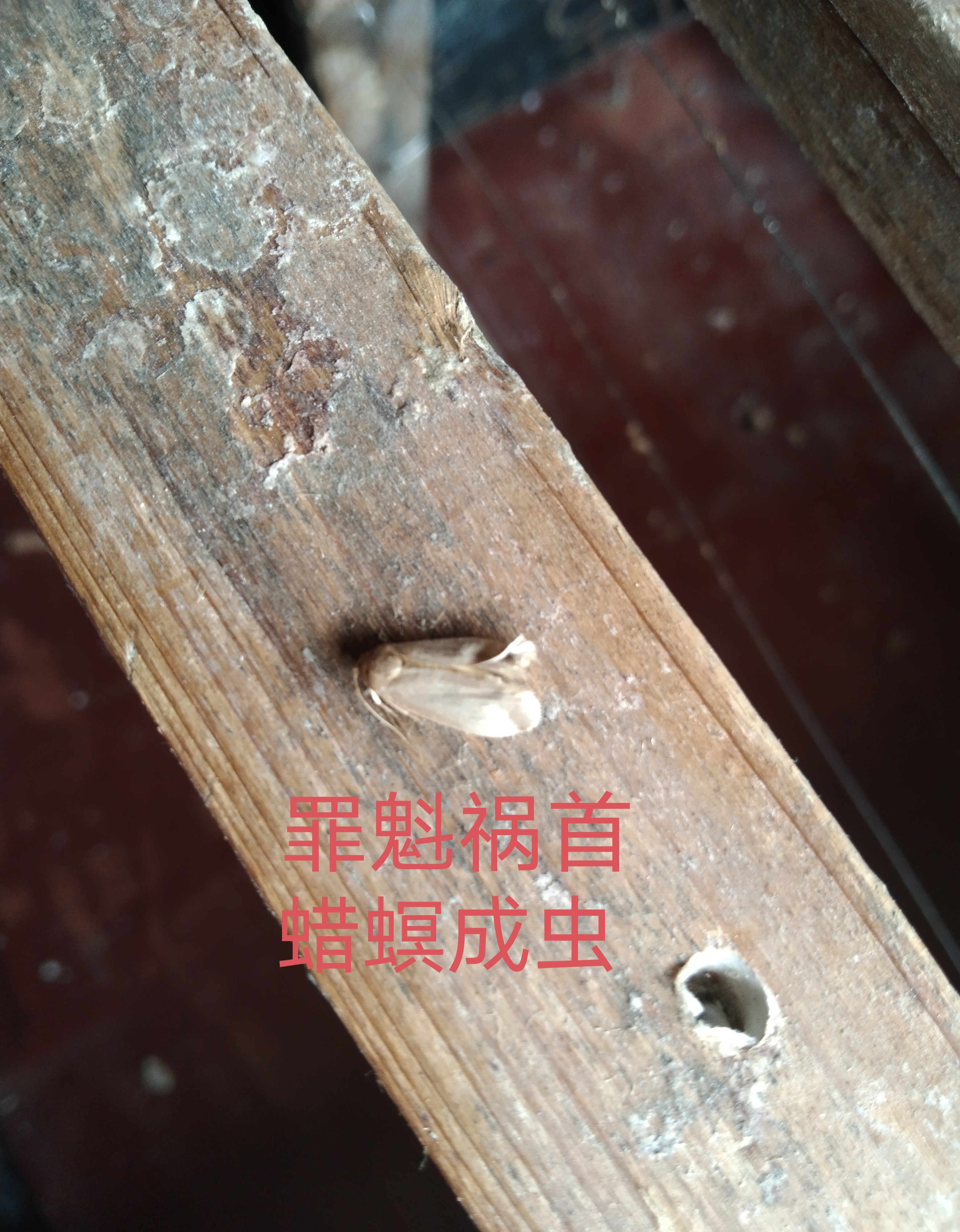 仅仅2个星期没检查到蜂群,有两箱就被蜡螟(俗称棉虫)给毁了!