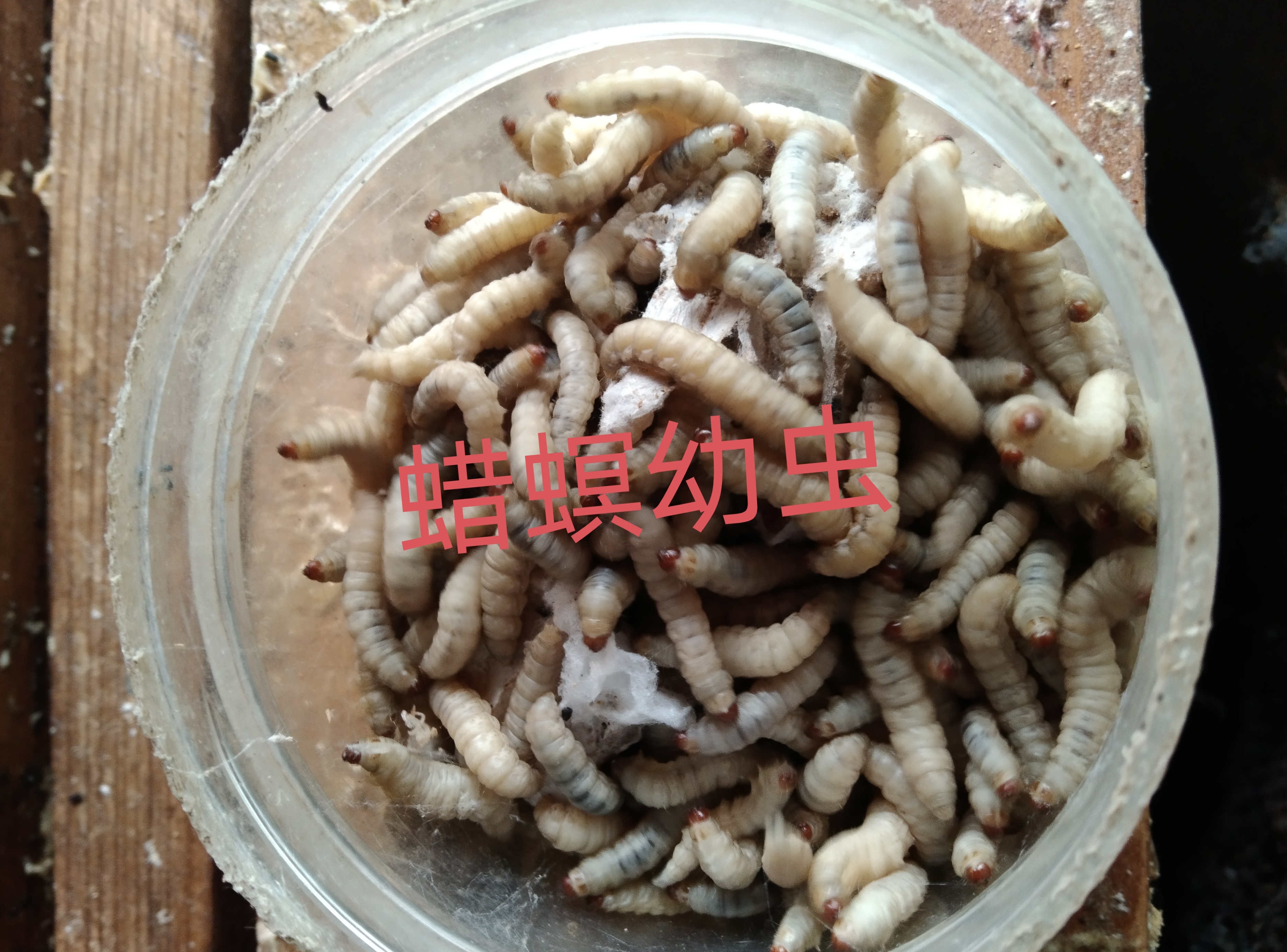 蜡螟对蜜蜂的危害太大了!