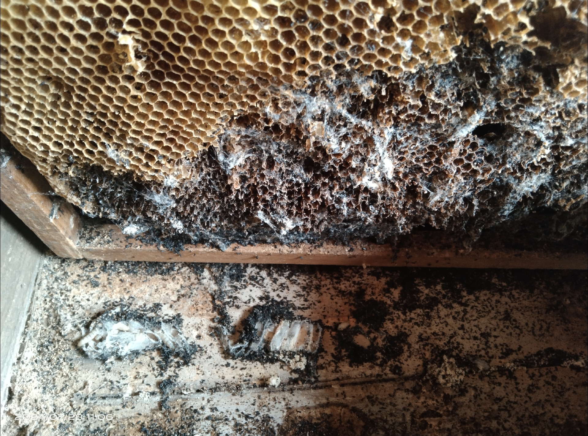 仅仅2个星期没检查到蜂群,有两箱就被蜡螟(俗称棉虫)给毁了!