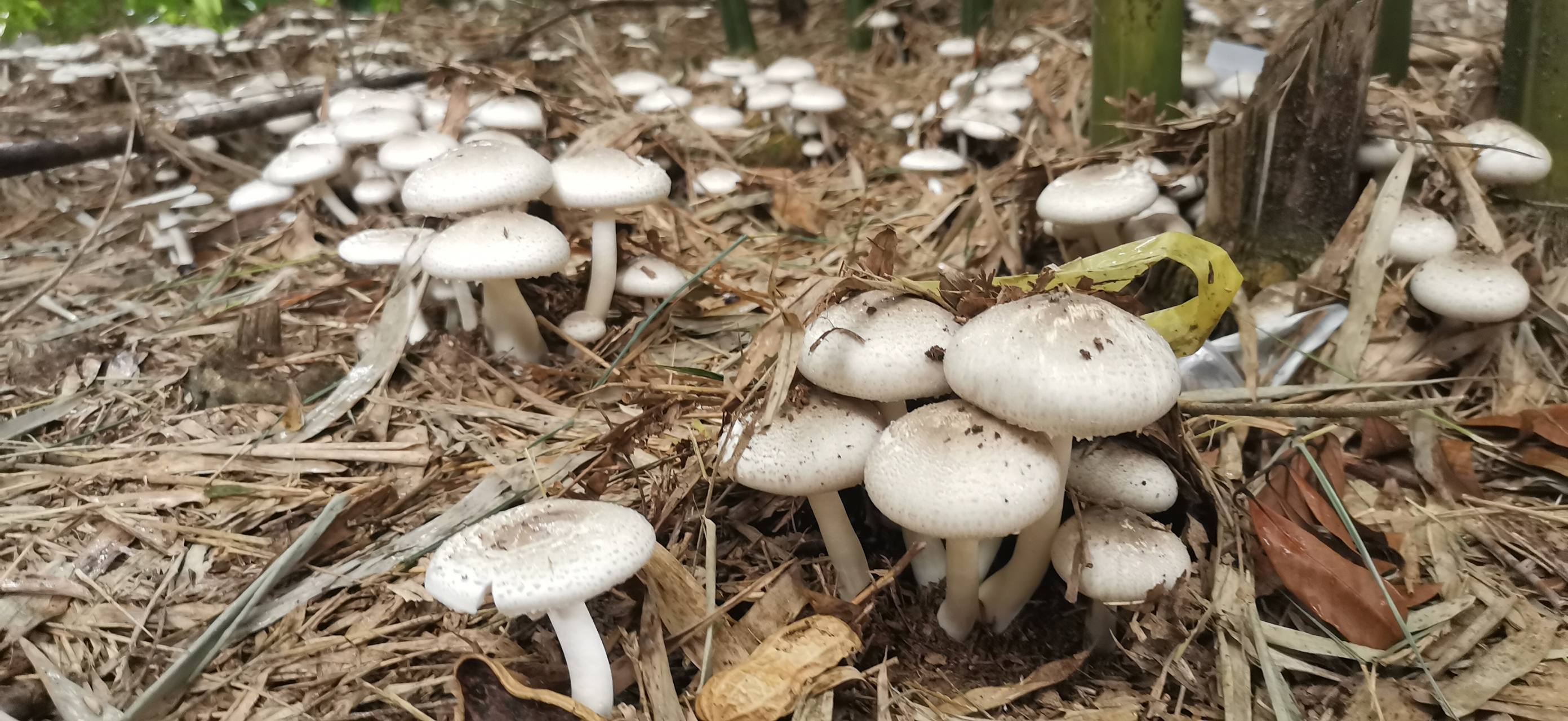 这是什么蘑菇?能吃吗?连下几天雨,竹林里全部长满了#助我上热门