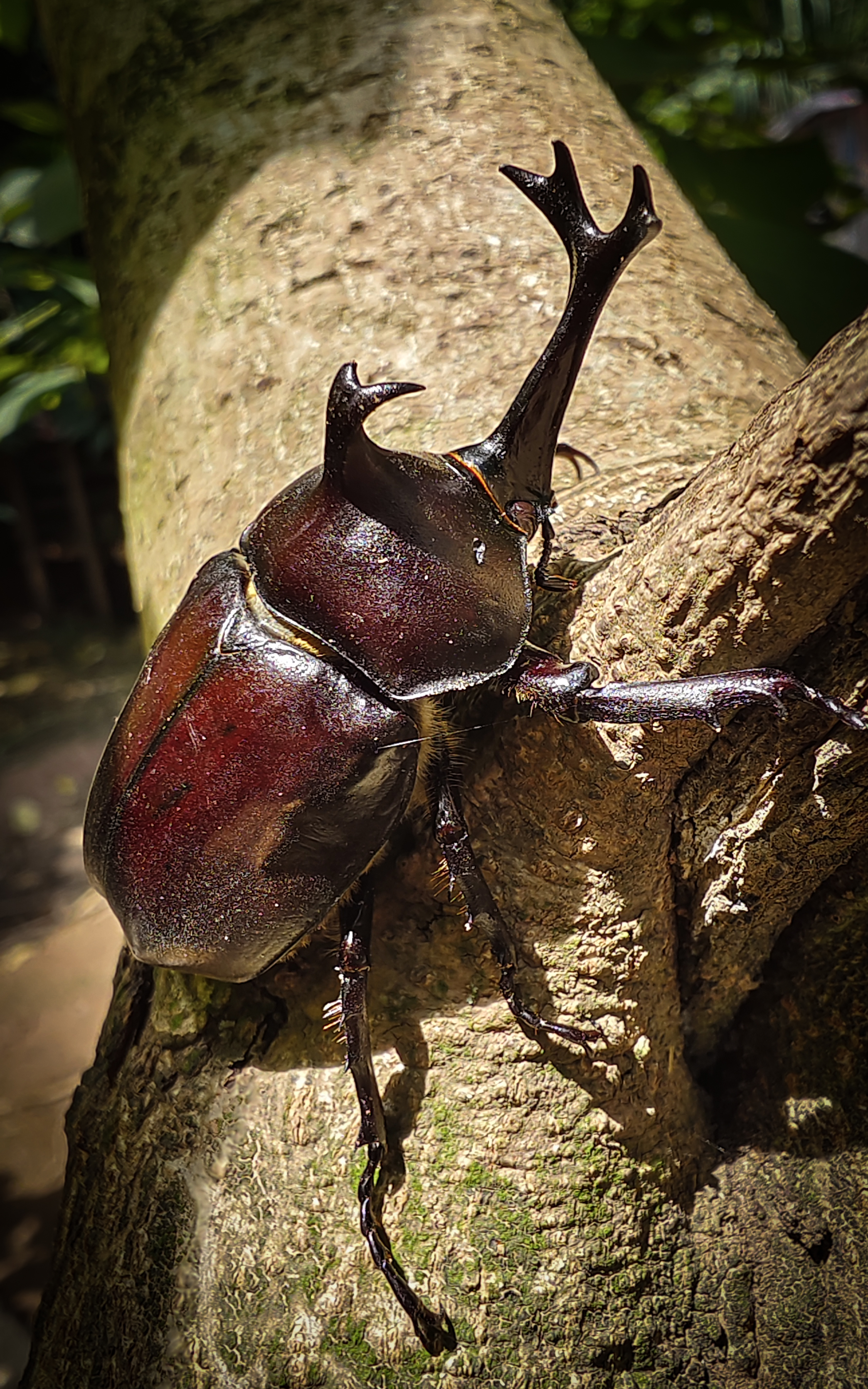 视频发到网上后,好多人说这不是屎壳郎,屎壳郎不长这样