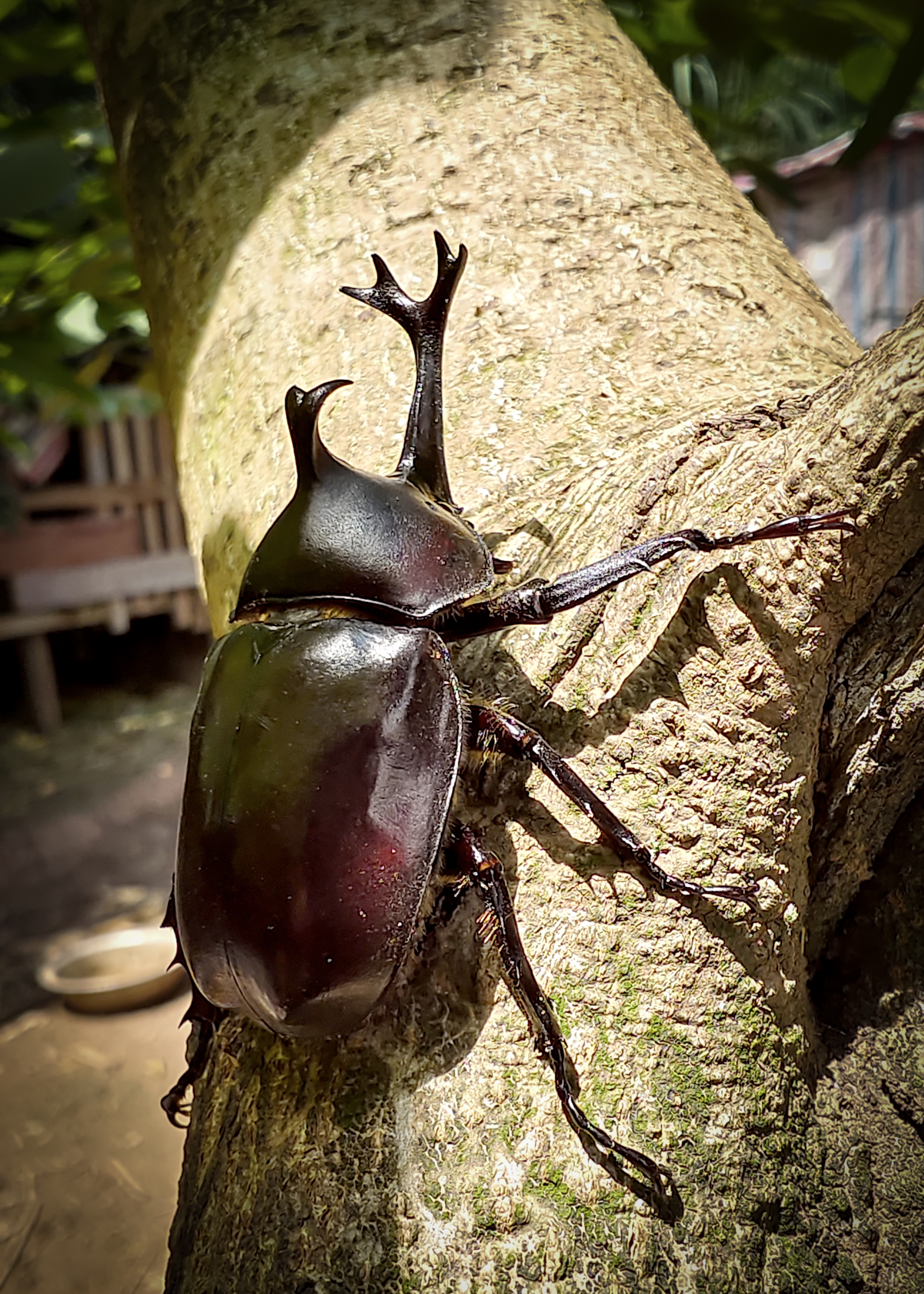 视频发到网上后,好多人说这不是屎壳郎,屎壳郎不长这样