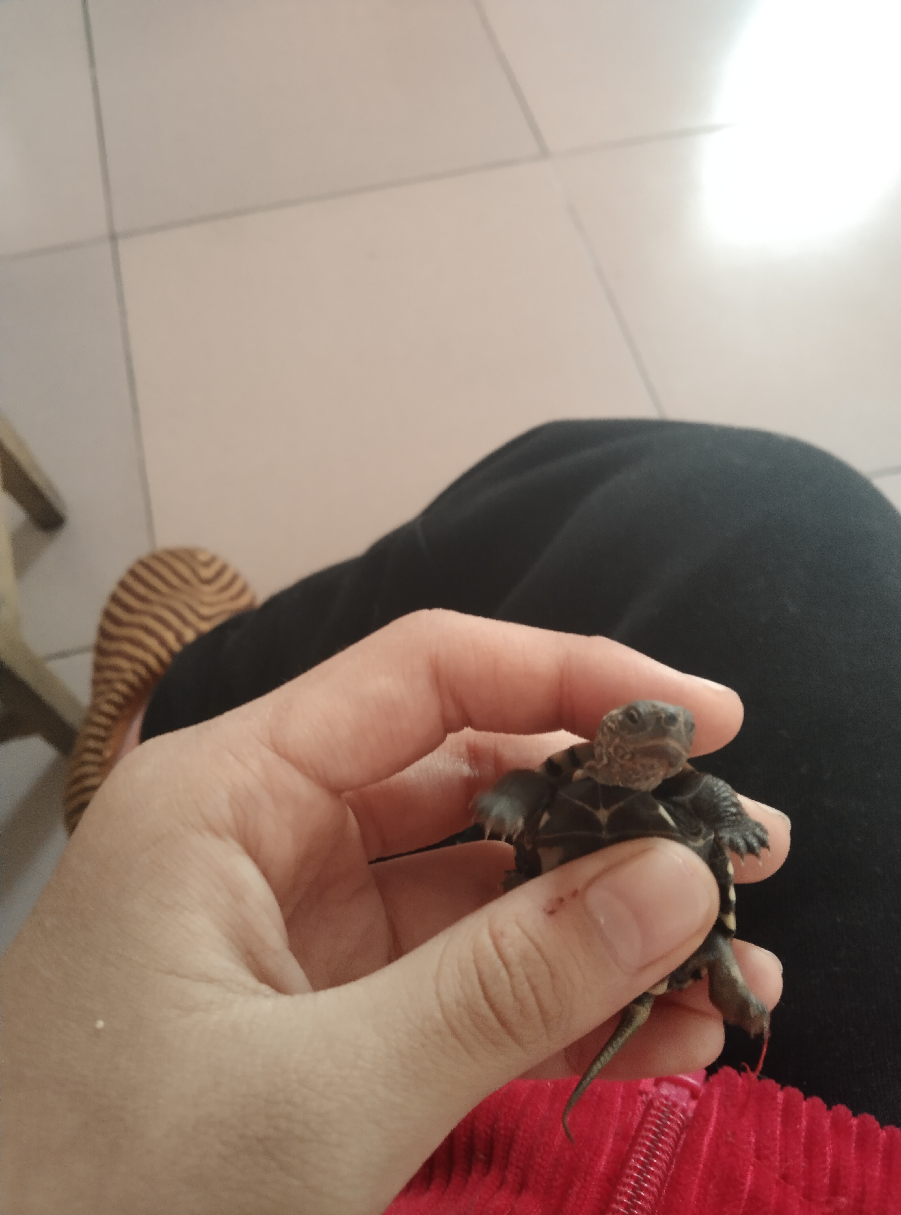 天使眼的小乌龟     她超可爱