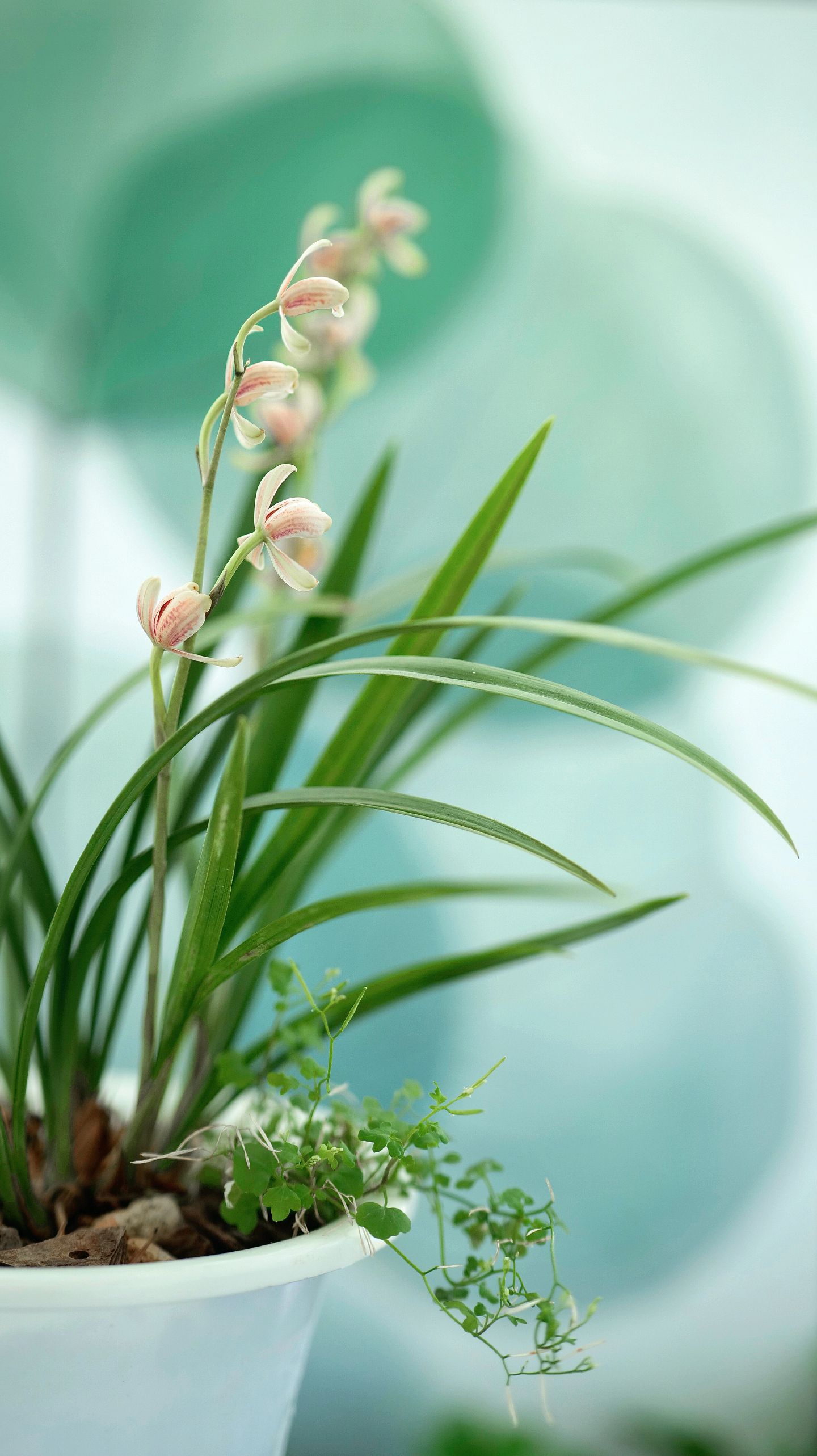 🌸💫兰花,家居中的"谦谦君子"🍃🌼  🌟兰花,这是一种无需多