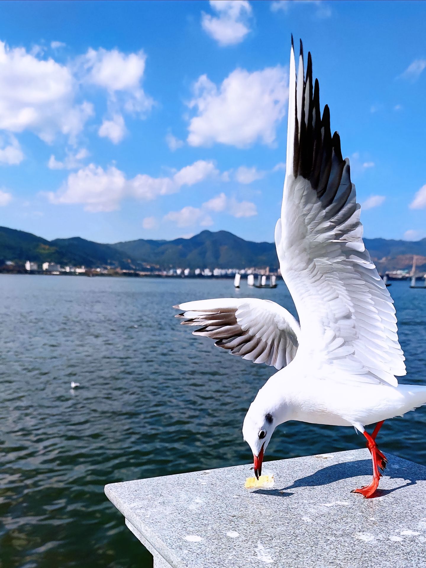 🌸  🌼嗨,亲爱的朋友们,今天我来带你们一起探索美丽的昆明滇池一