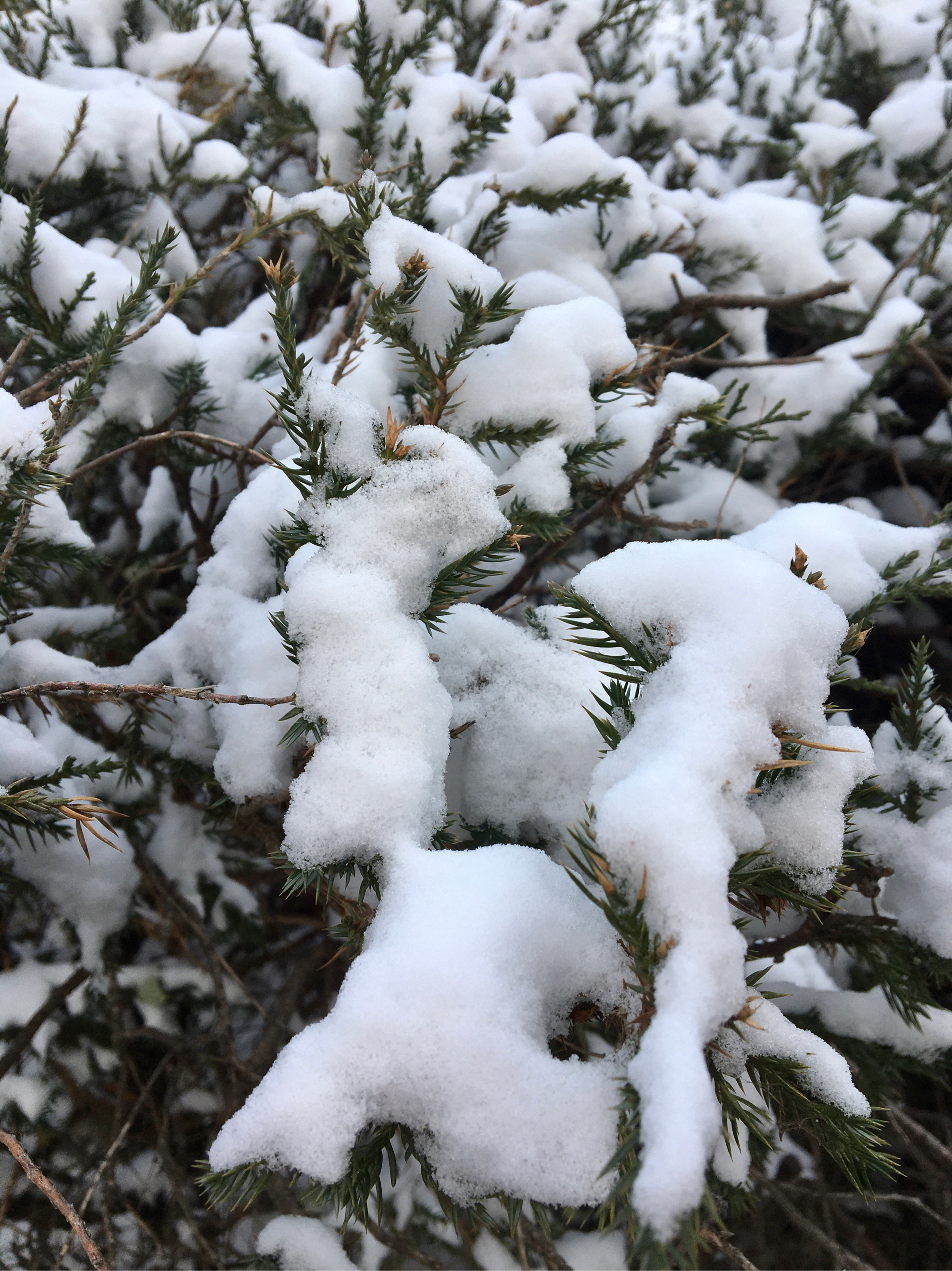 大雪纷飞图片真实艳阳图片