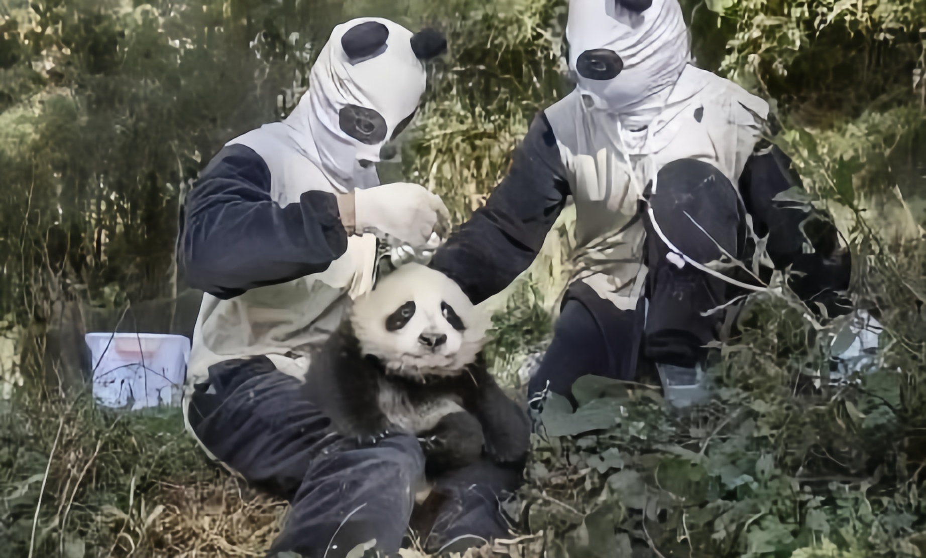 熊猫:我当时害怕极了,这两个土匪就出现的很突然,不知道是"图财"还是"
