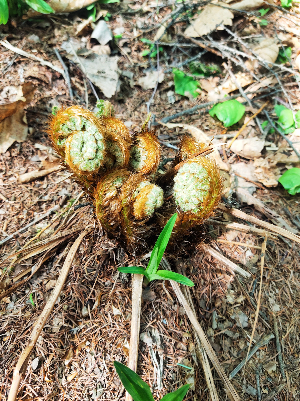 东北野生山菜珍品——牛毛广! 生长于阴凉湿润的荒山野岭之中.