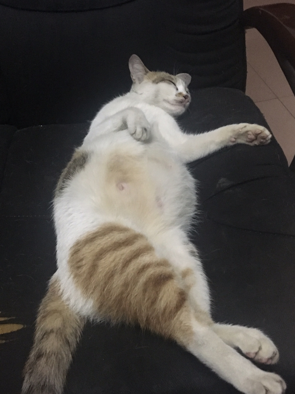 #萌宠成长记# 猫妈妈怀孕了本来很开心,但是做产检她怀了五六只......