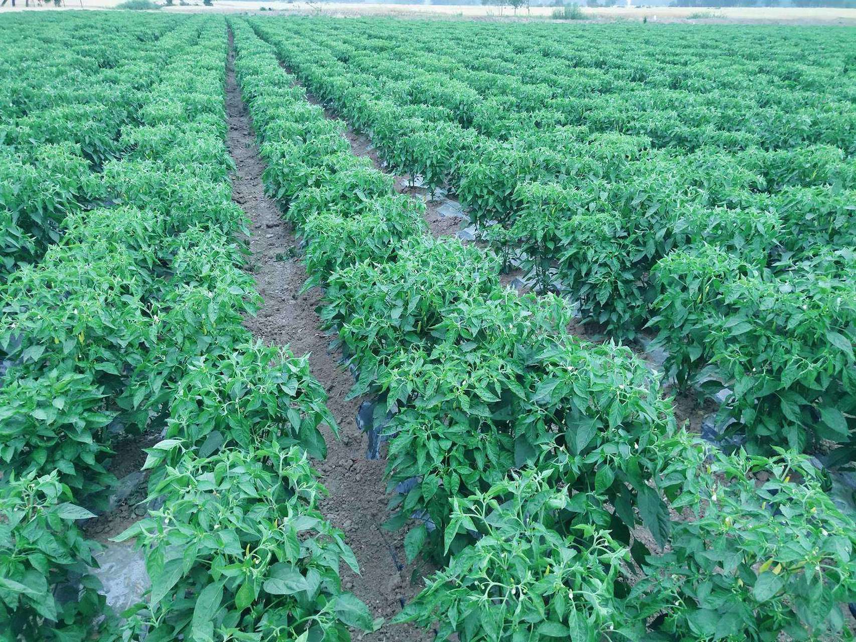 辣椒田使用什么除草剂和如何安全使用除草剂#三农百科 辣椒地通常用