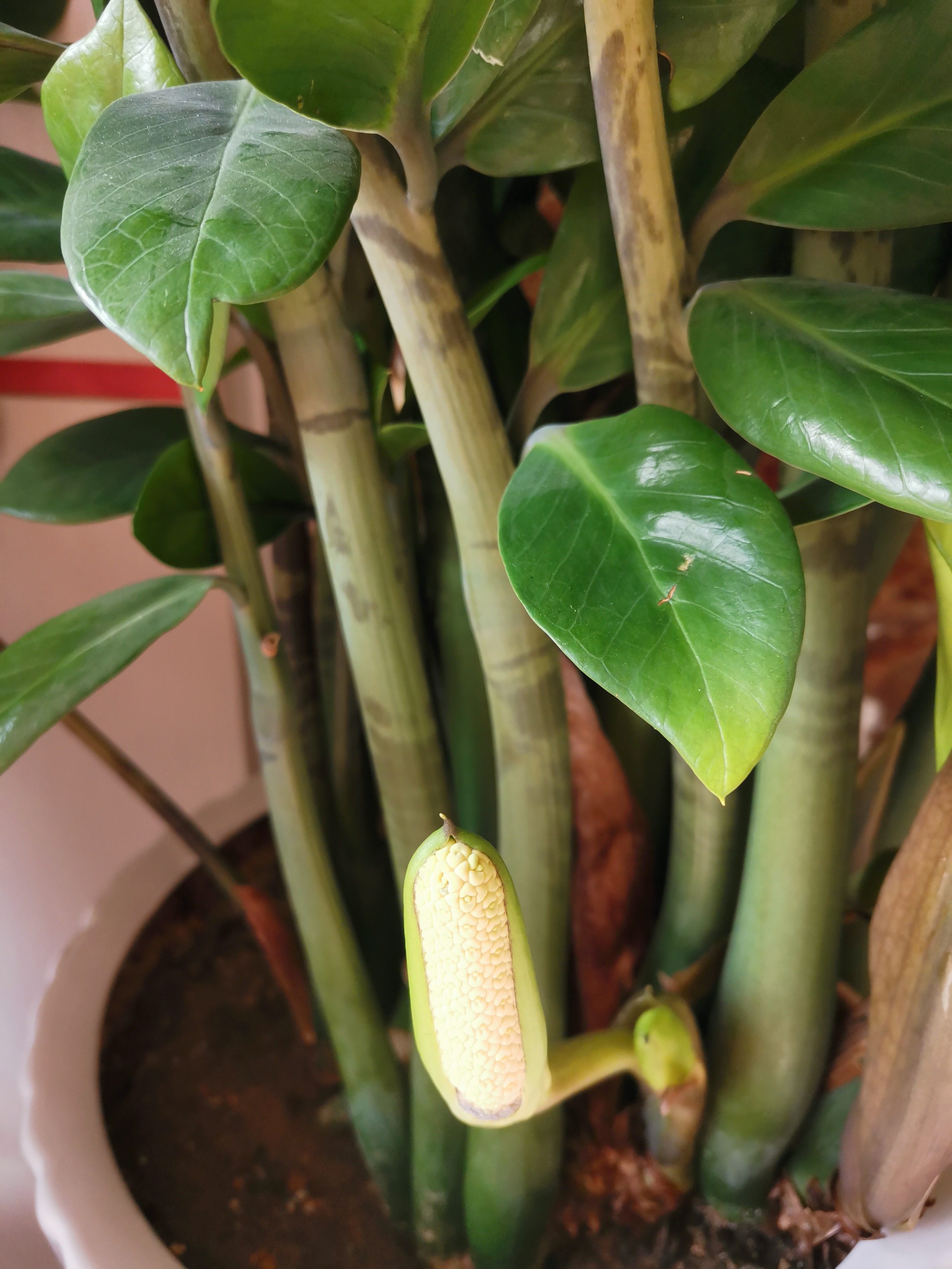 金钱树学名雪铁芋,是一种非常受欢迎的室内观叶植物