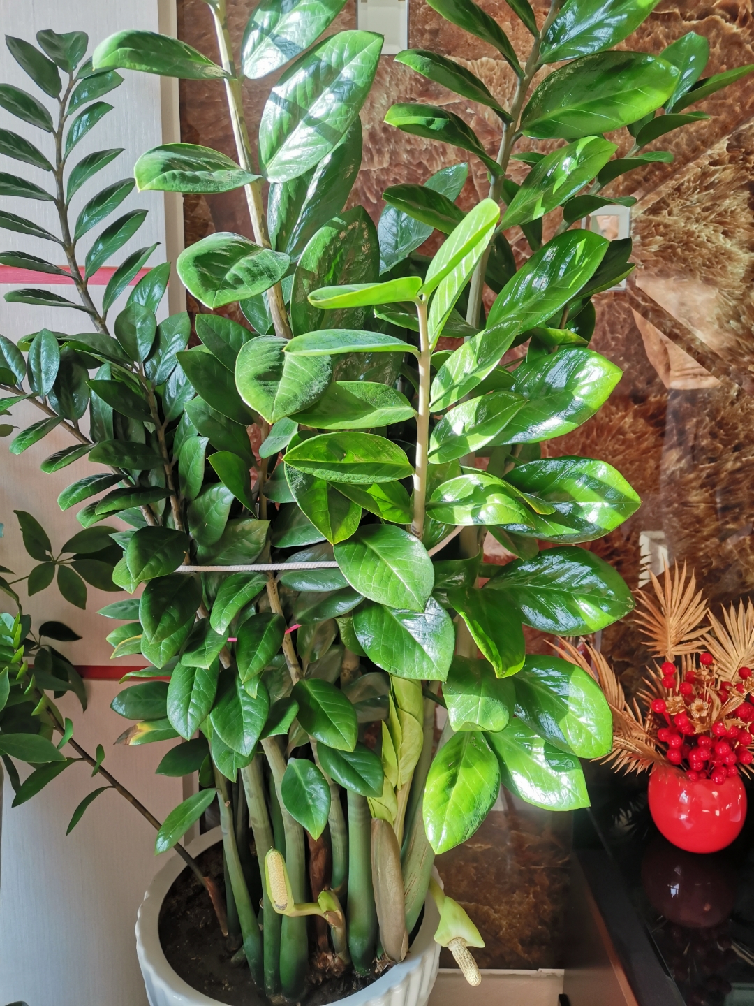 金钱树学名雪铁芋,是一种非常受欢迎的室内观叶植物