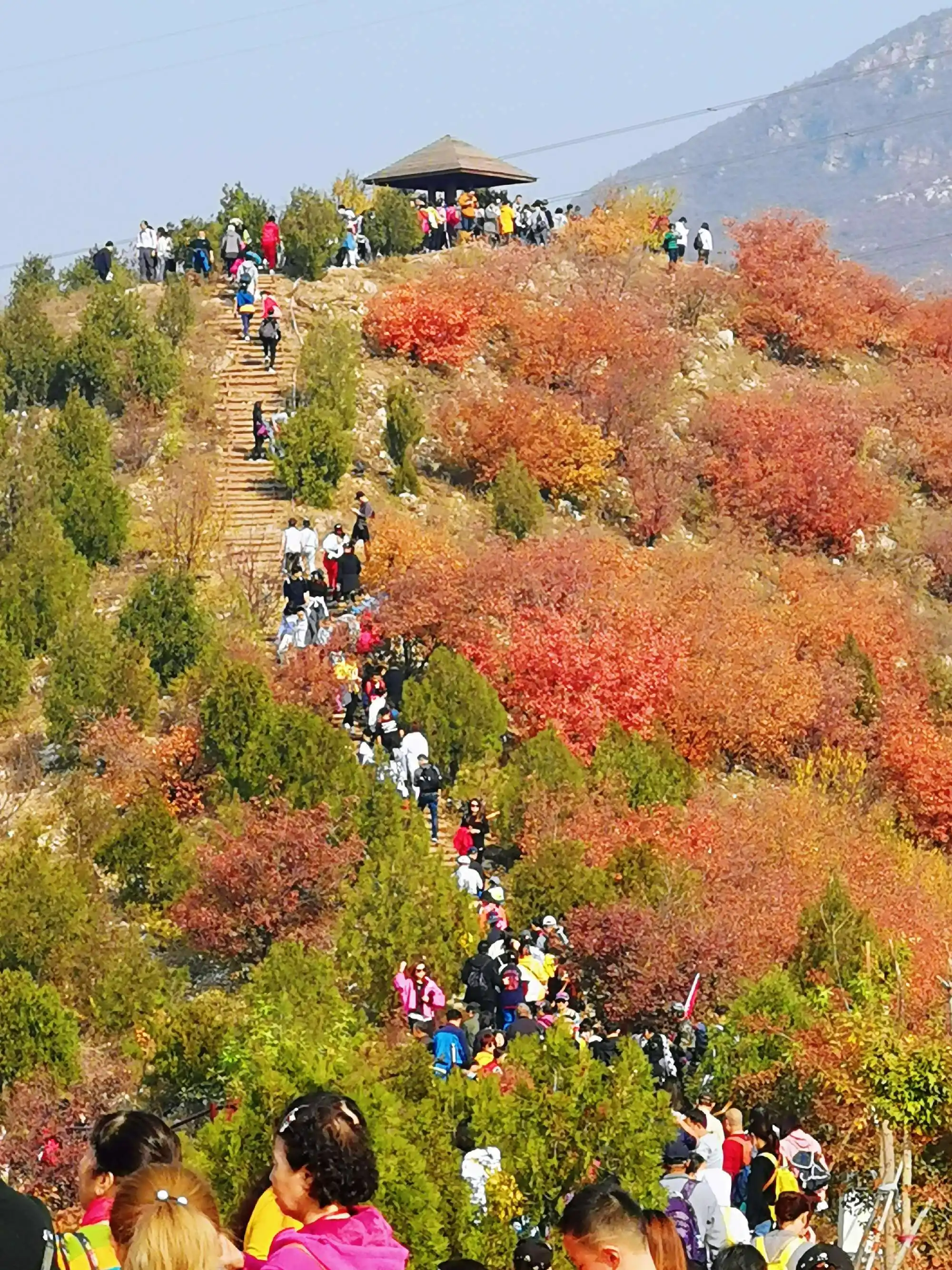 重阳登高 文/耿贵录 登高望断雁南飞