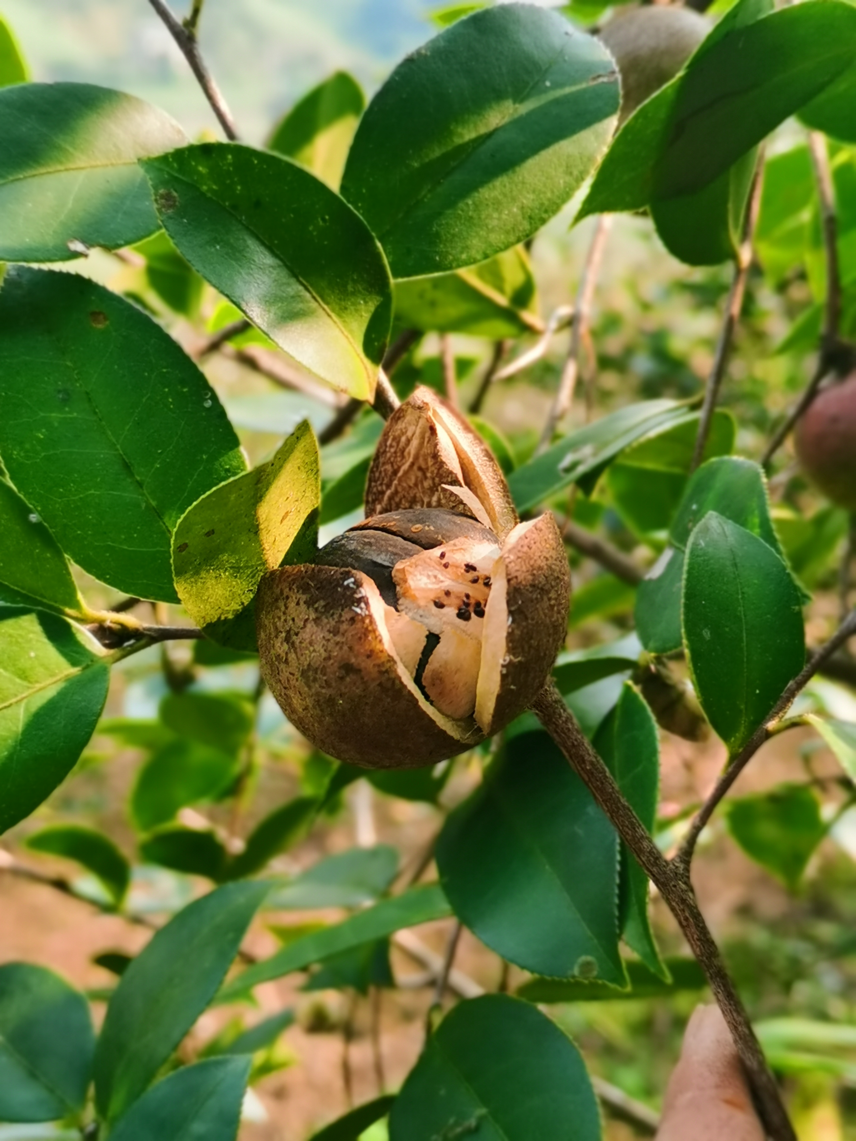 茶树果实图片