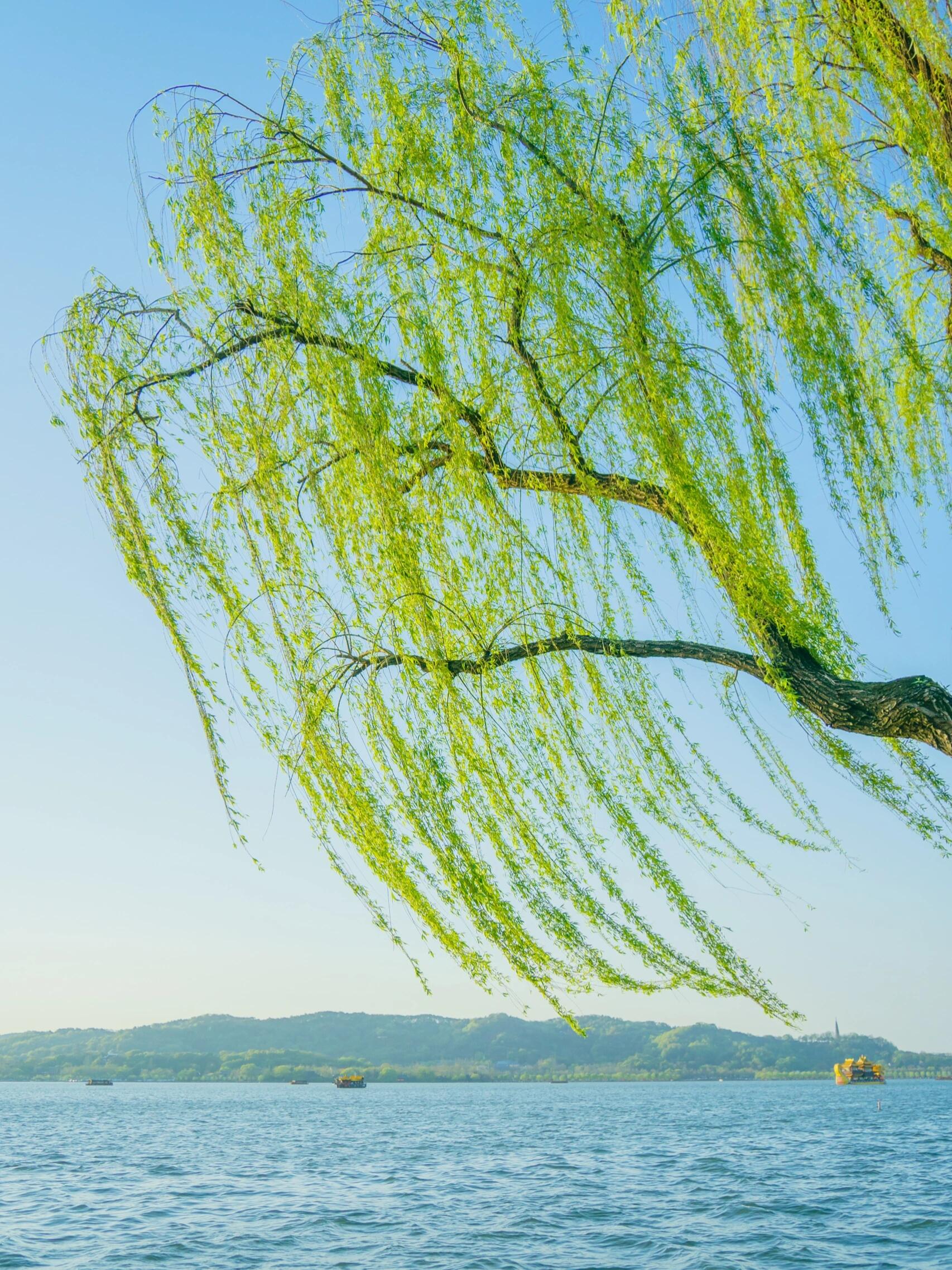 瞧呀,春风悠悠吹过,柳树像是被大自然用碧玉细细装扮