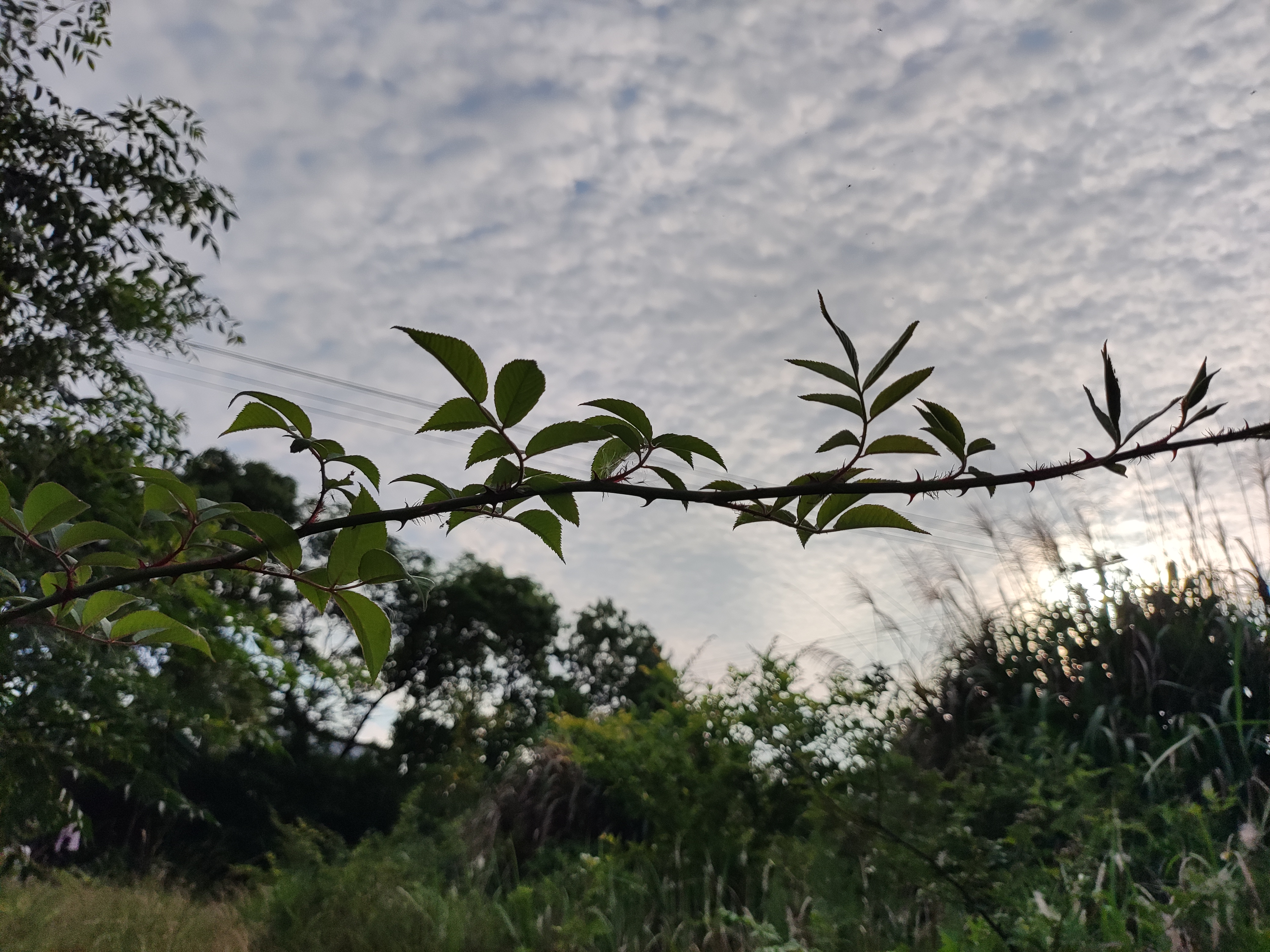 妈妈说,天上鲤鱼斑(应该是状似鱼鳞的云层),晒稻不用翻[锦鲤附体]
