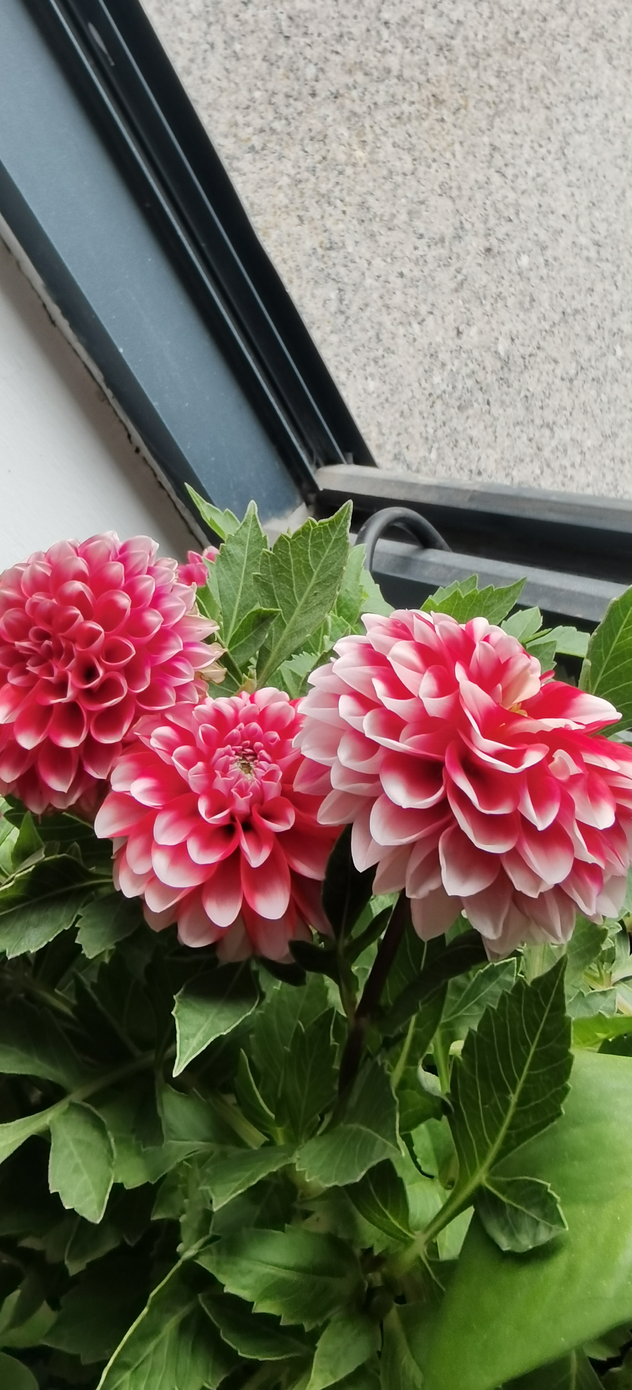 小丽花和大丽花一样,品种多,花期长,又想…[捂脸][捂脸][捂脸]