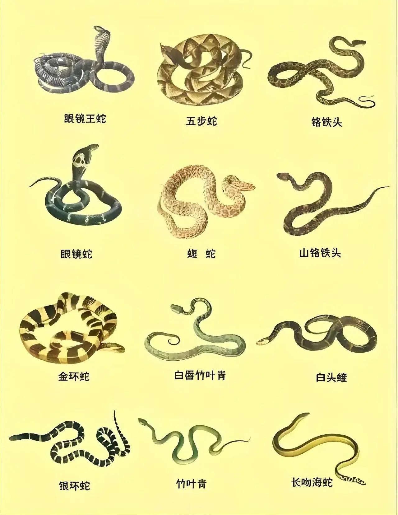 被毒蛇咬伤后,首先保持冷静,迅速远离蛇