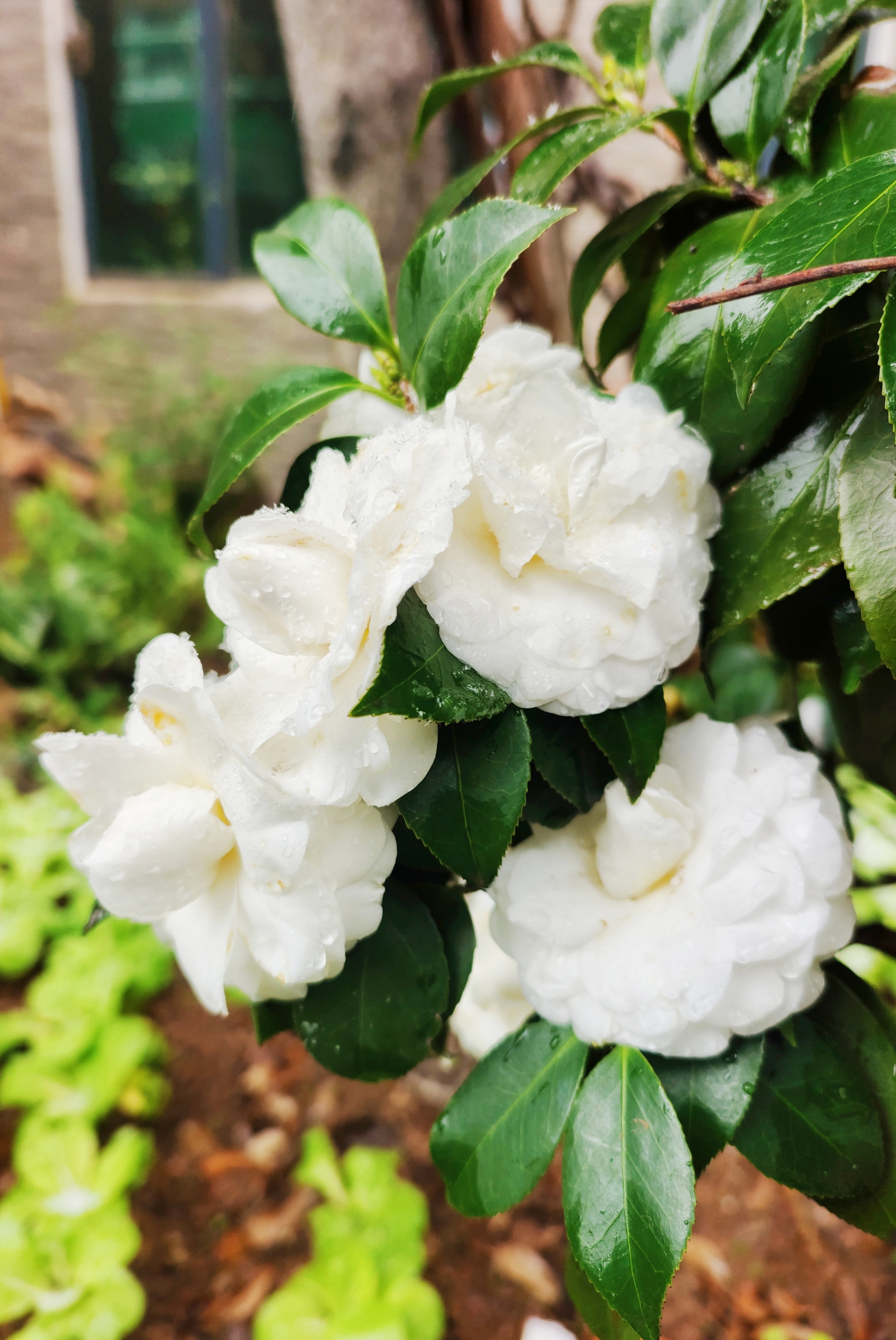 雪花在枝头轻轻舞蹈,白茶花宛若点缀其中的珍珠,闪烁着纯洁的光辉.