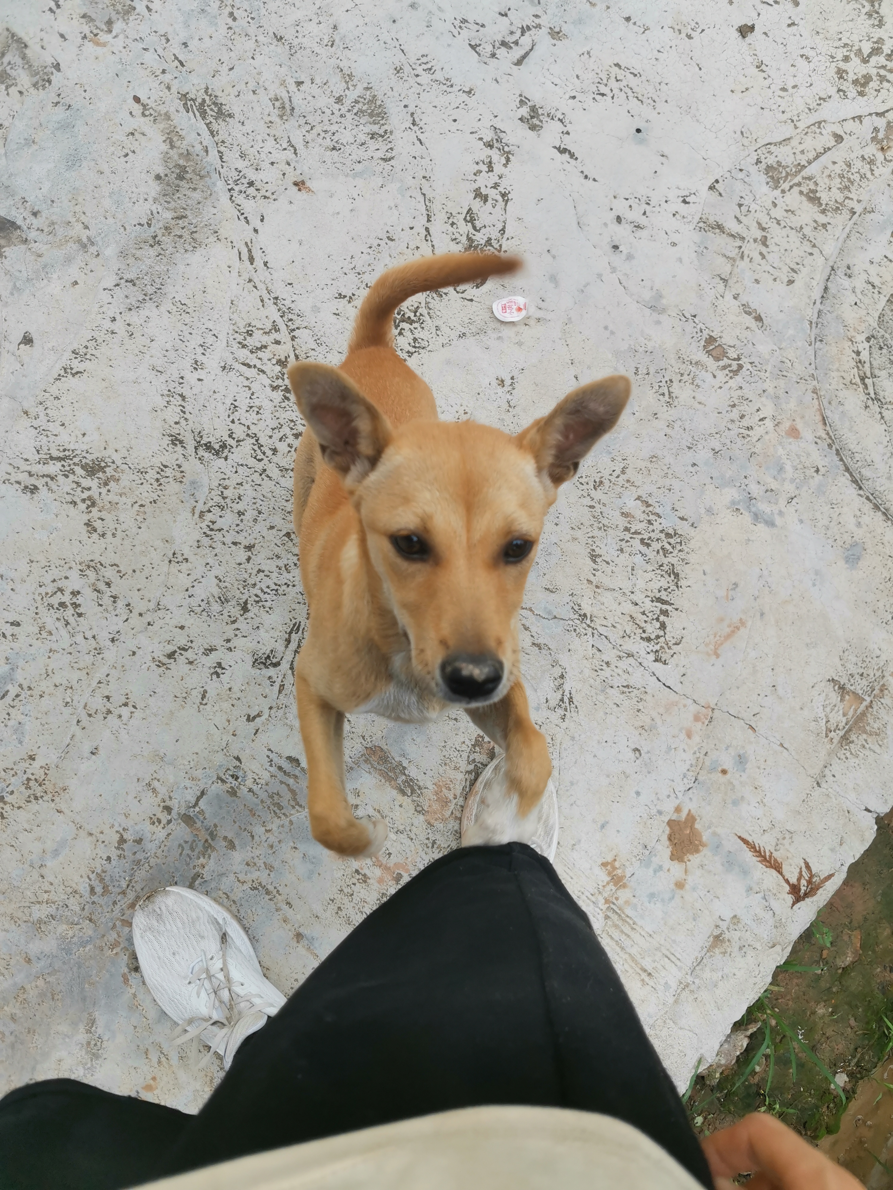 这两只傻狗,太黏人了见人就抱