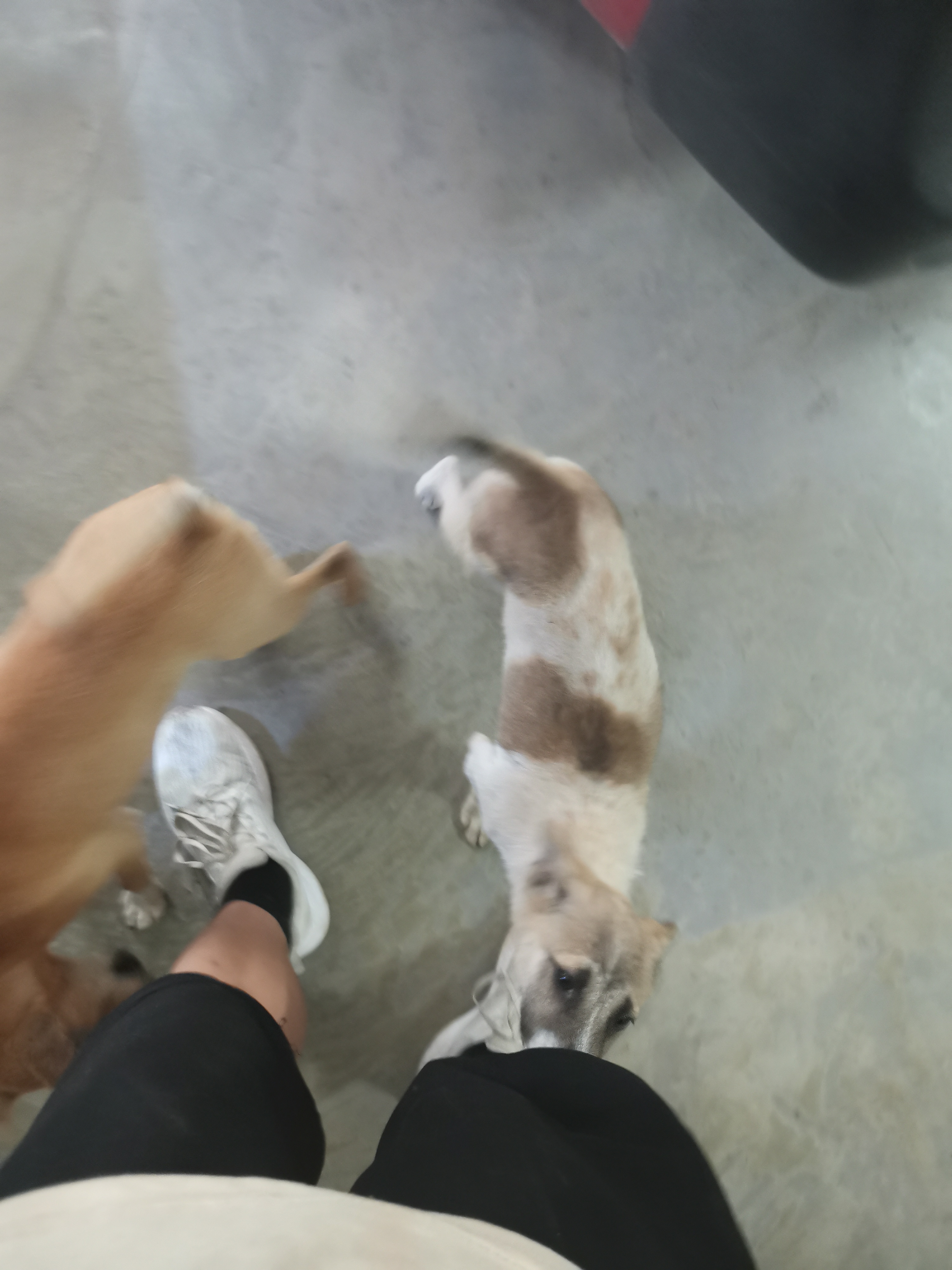 这两只傻狗,太黏人了见人就抱