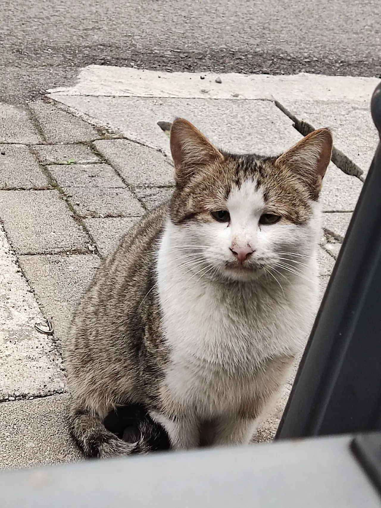 愁眉苦脸的猫咪