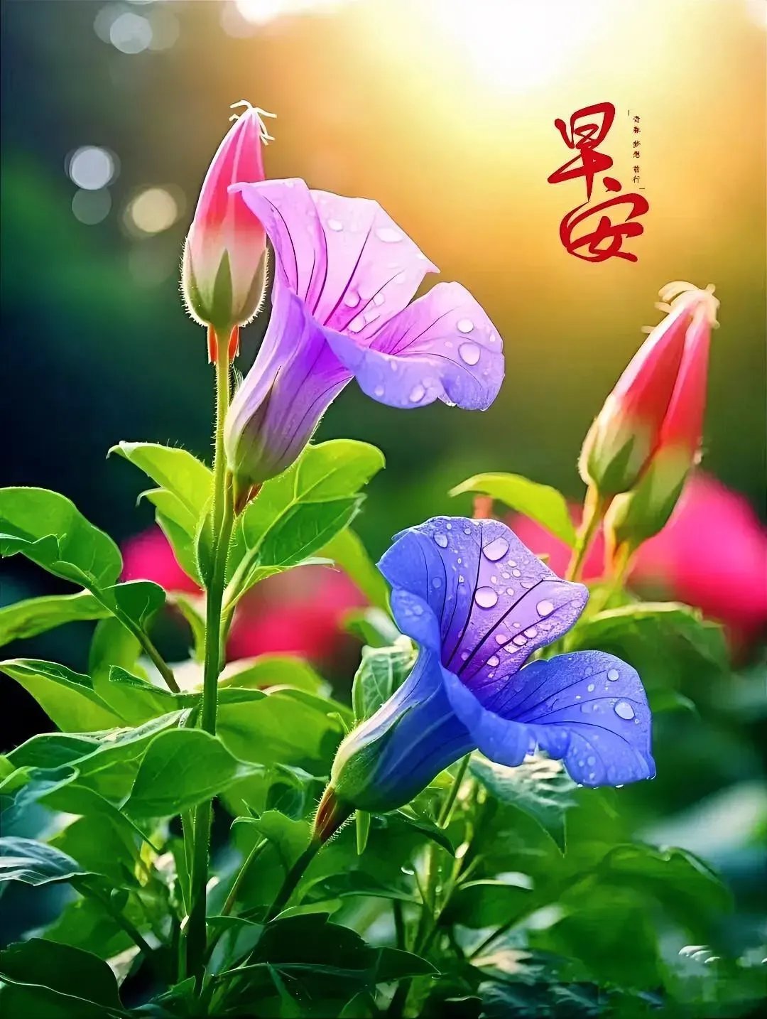 早安,美好的一天从这朵绚烂的牡丹开始!