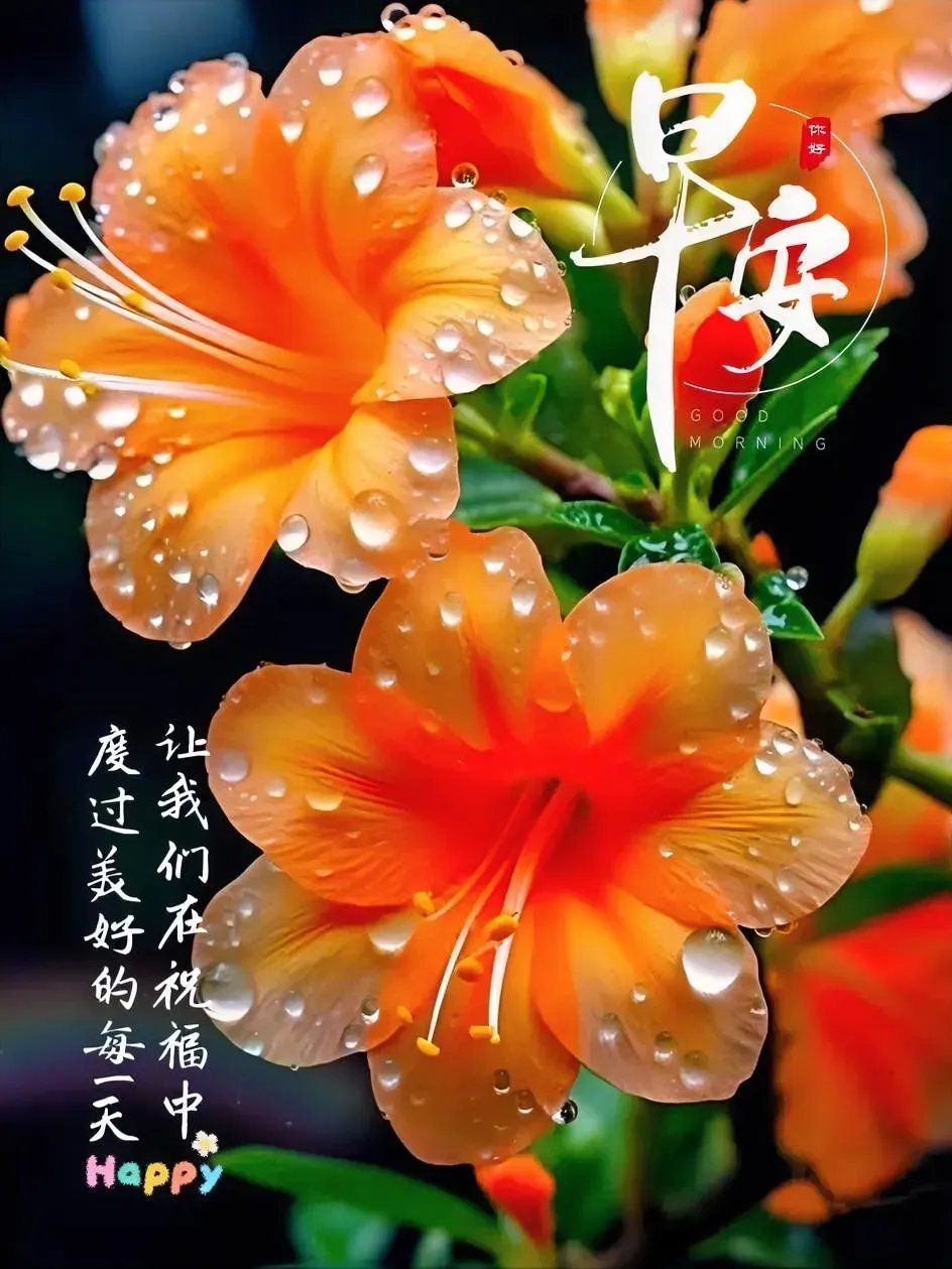 早安,美好的一天从这朵绚烂的牡丹开始!