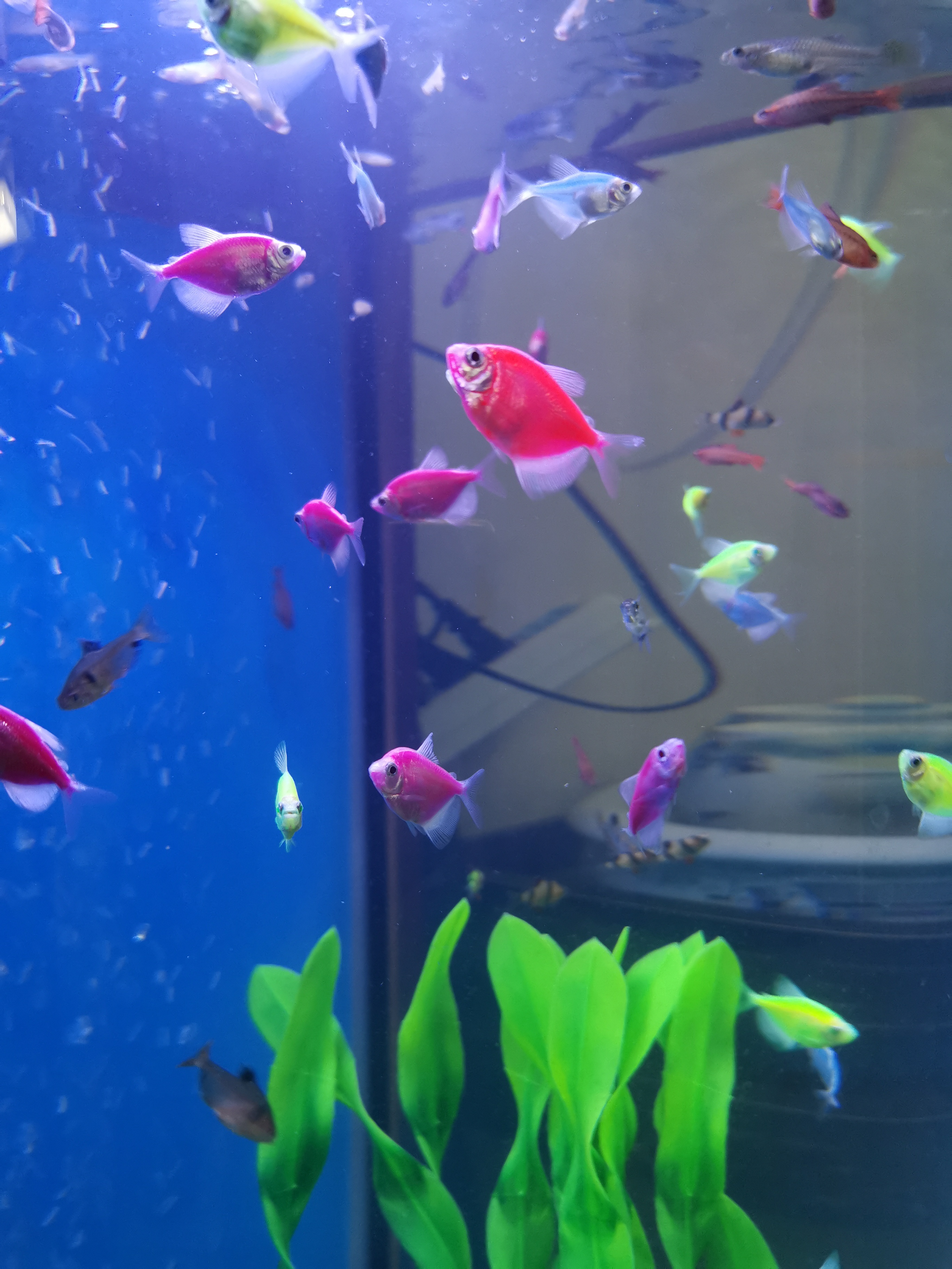 天使鱼真的太漂亮了,它们那彩色的鳞片和优雅的游姿,让我完全沉醉其中