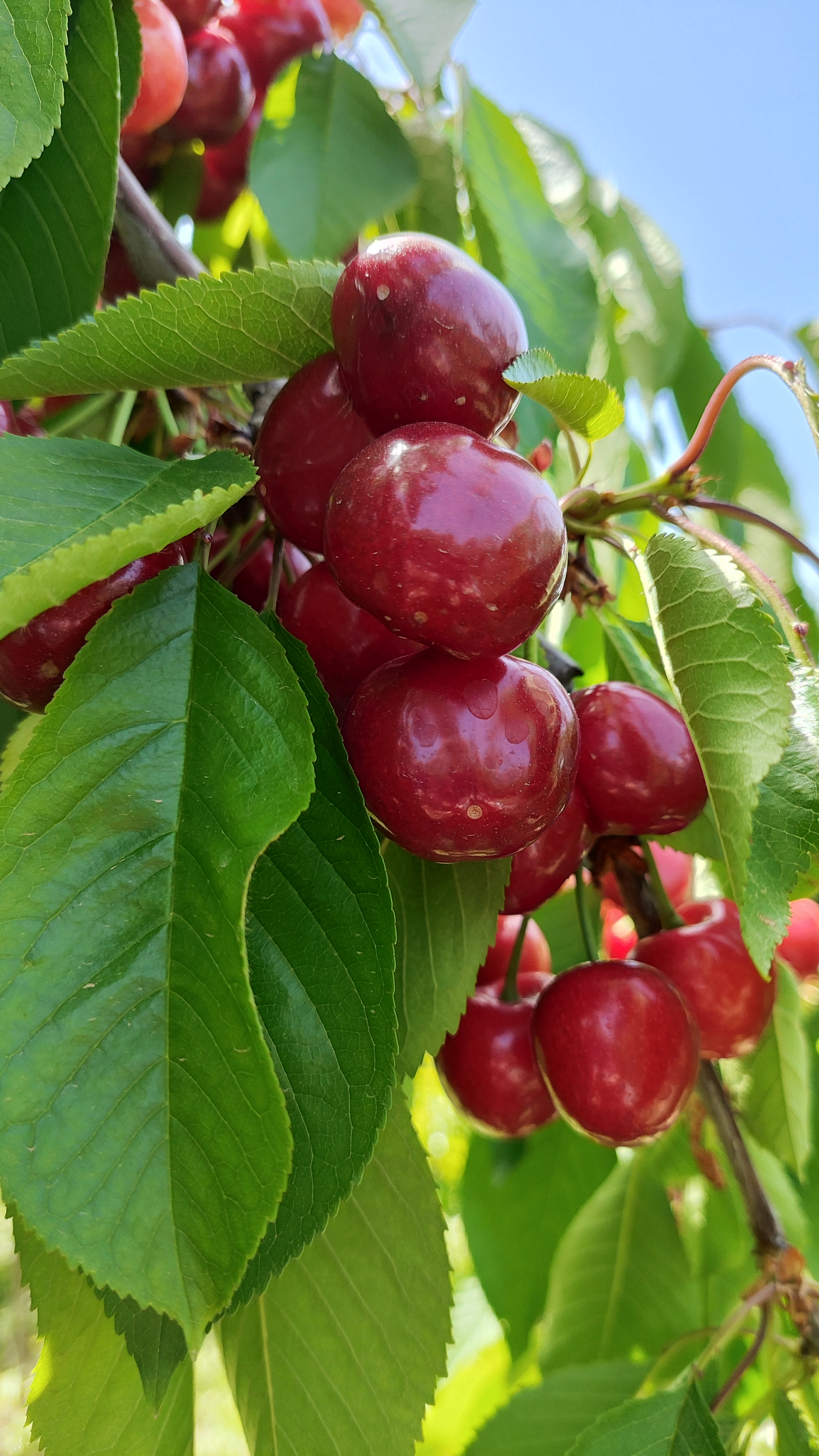 金峪镇"方寨红"樱桃 合阳果香飘万里 深红樱桃挂满枝,新鲜诱人!