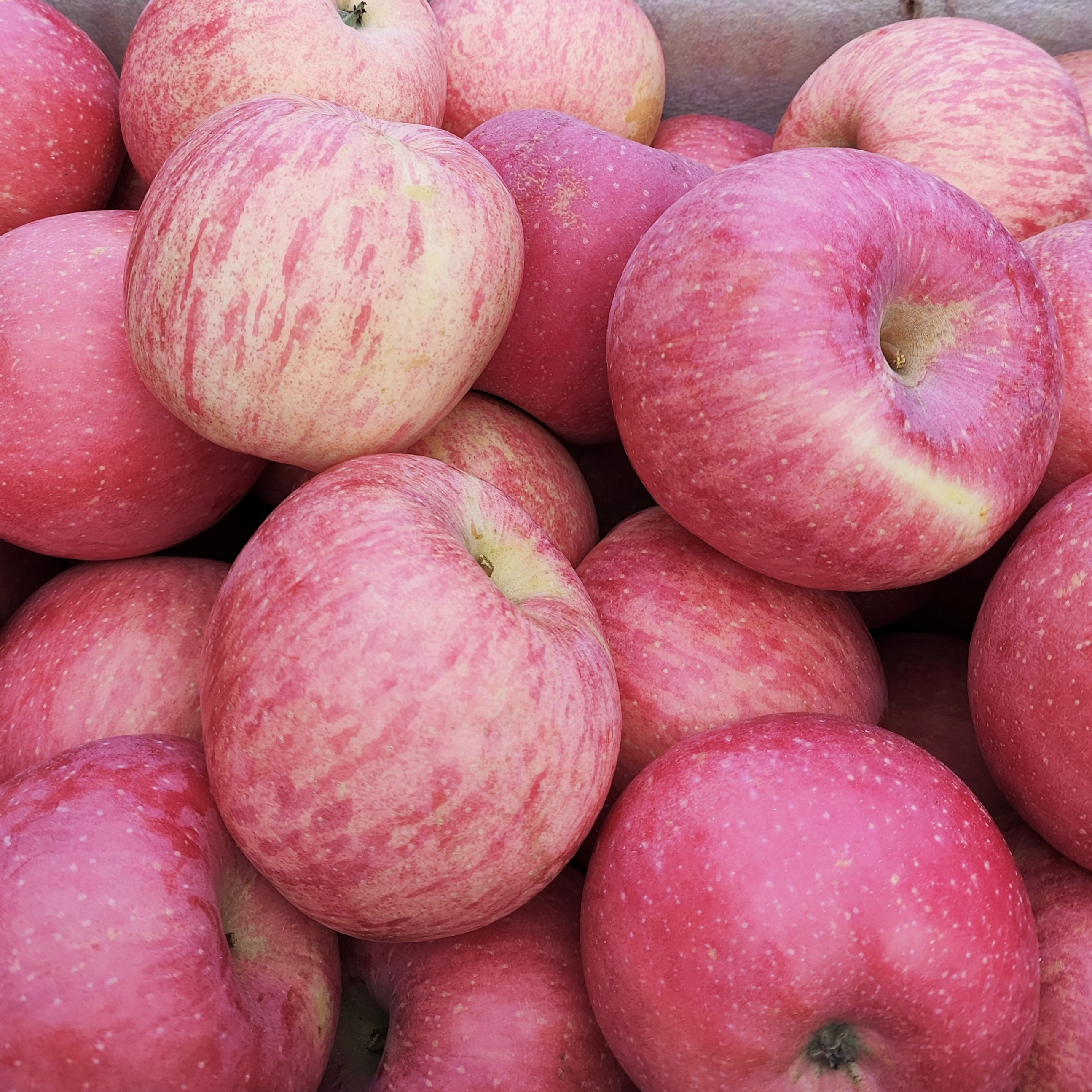 陕西合阳县水果供应链(一七七九五八八七九六二) #红色苹果 #日常生活