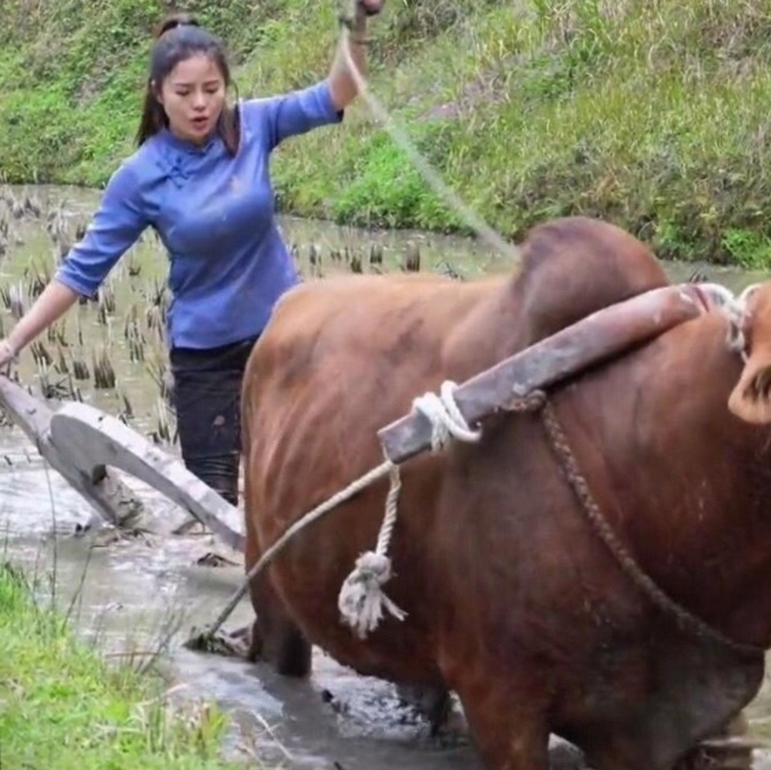 美女杀牛图片