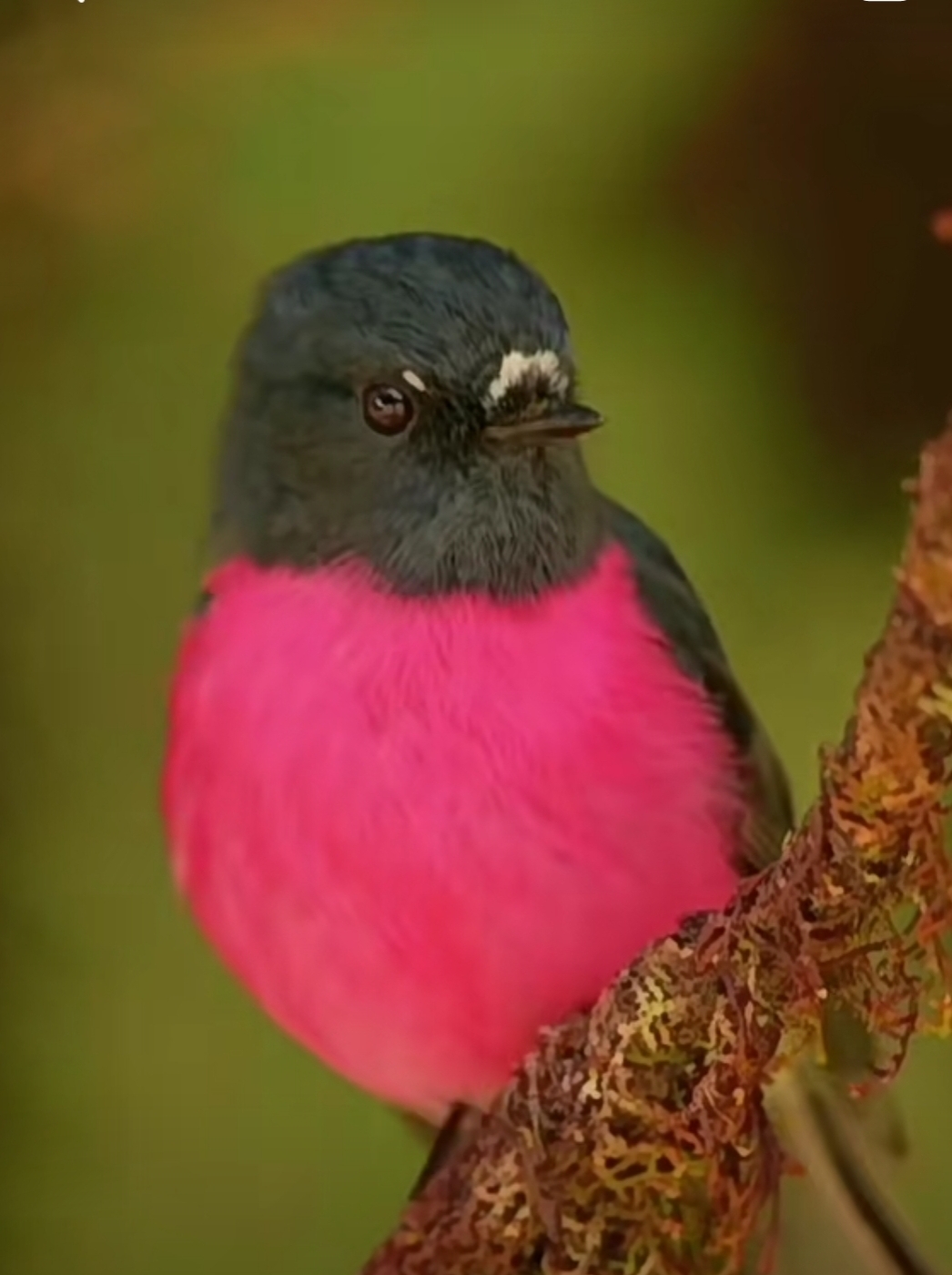 头和背是黑色的,奇怪是它胸前的红色羽毛,家人们知道这是什么鸟吗?