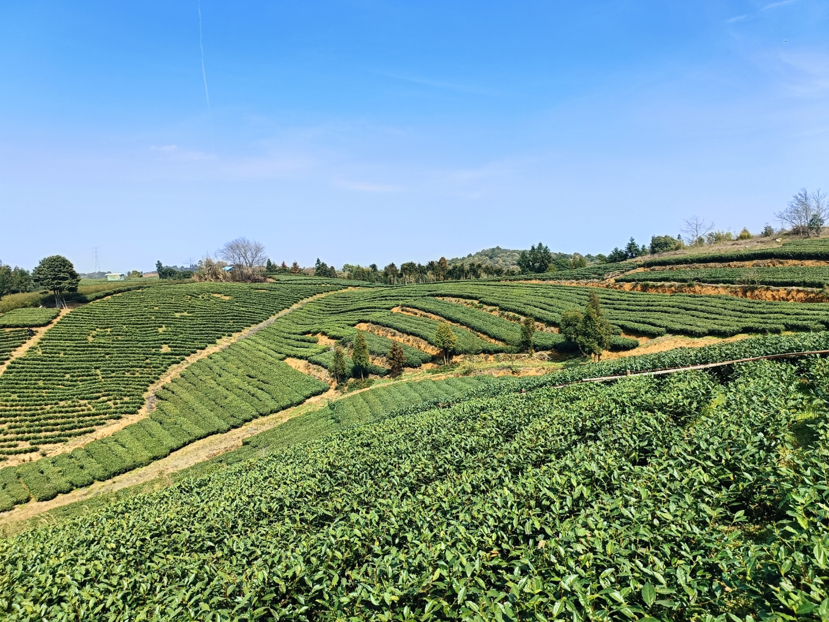 福建珍星茶业有限公司 茶园基地#老舅五条人双向奔赴# #福鼎白茶