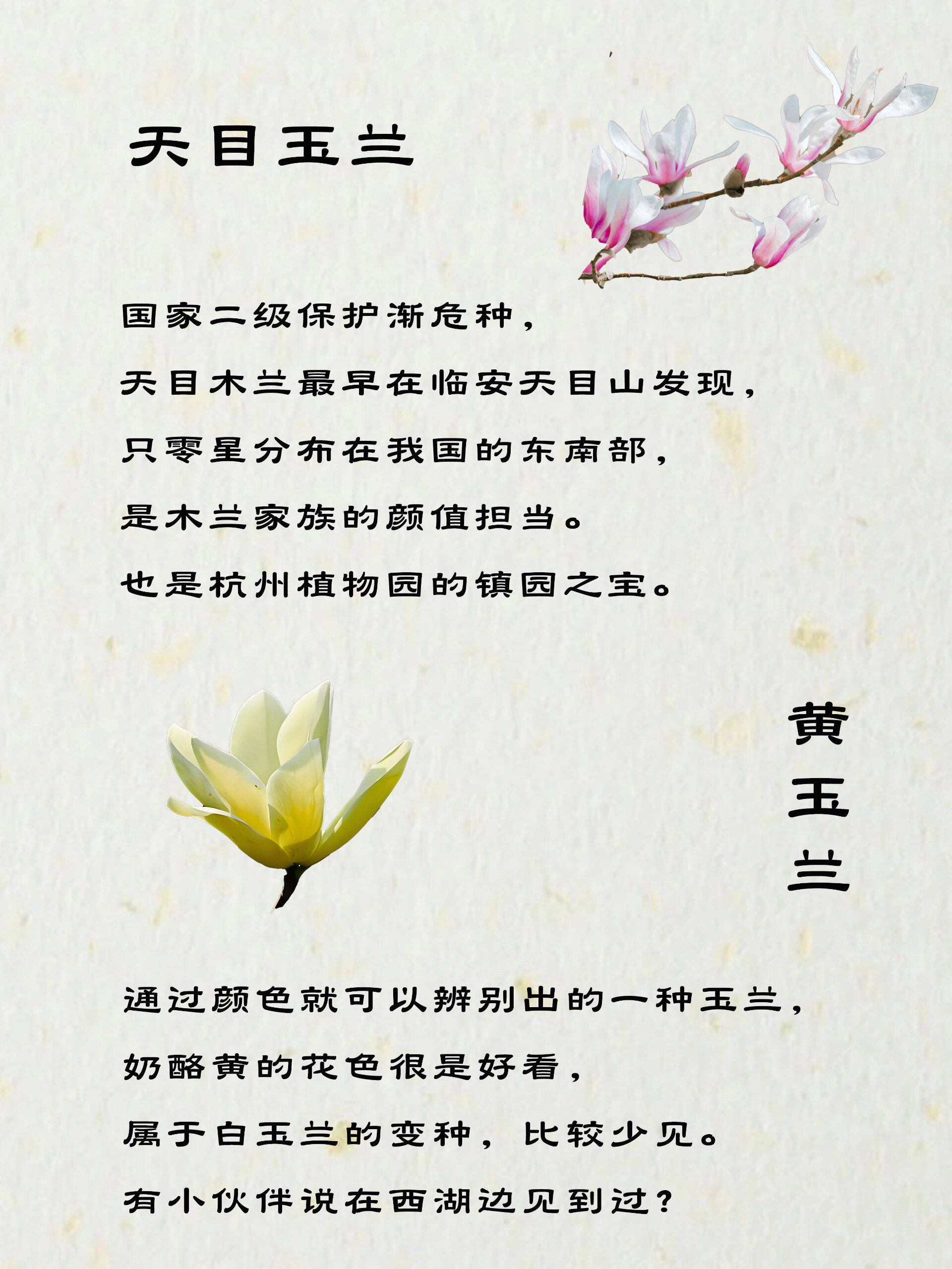 玉兰花的别称图片