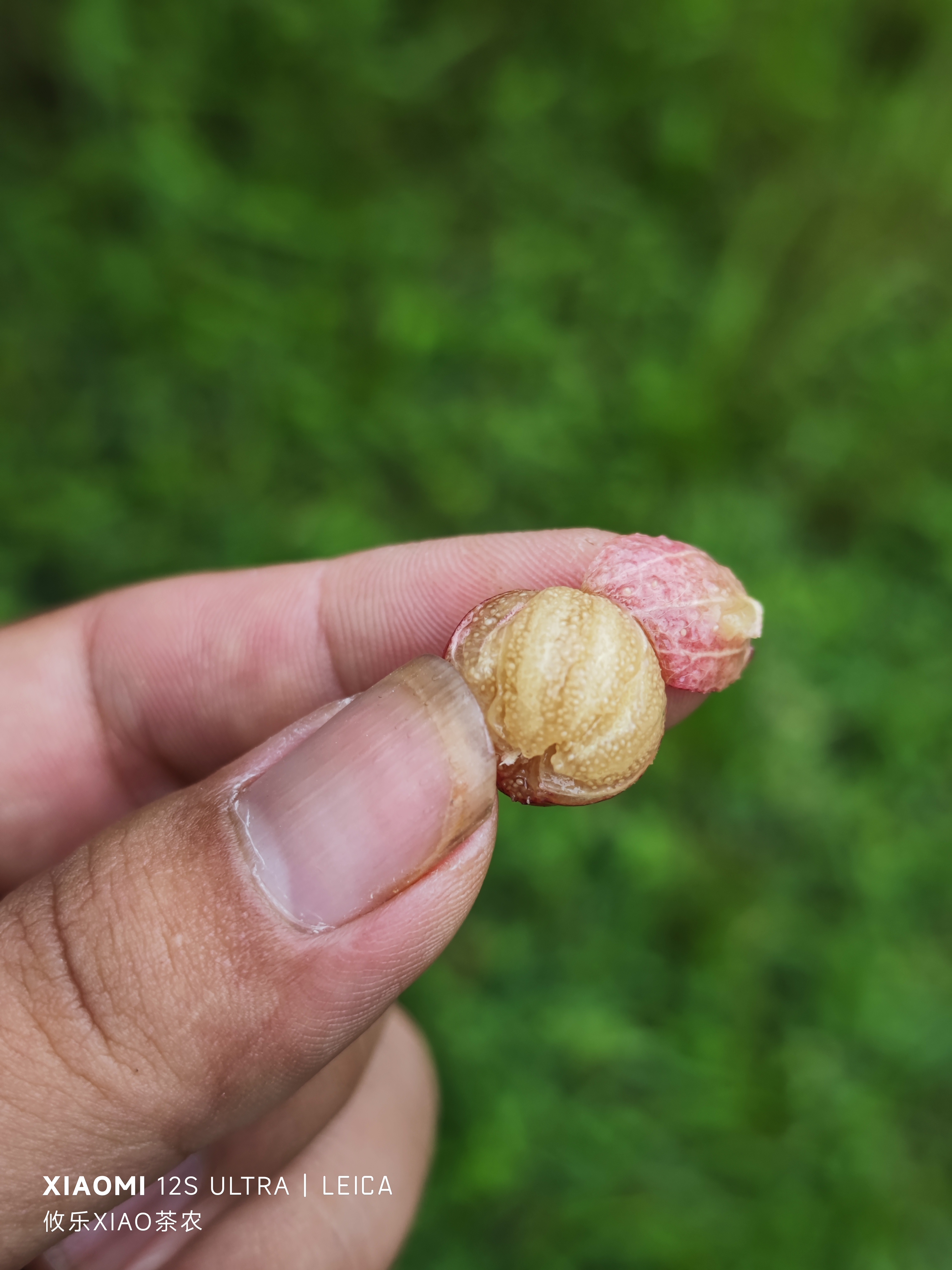 采个茶,一路走一路吃[滑稽][滑稽]#农村生活