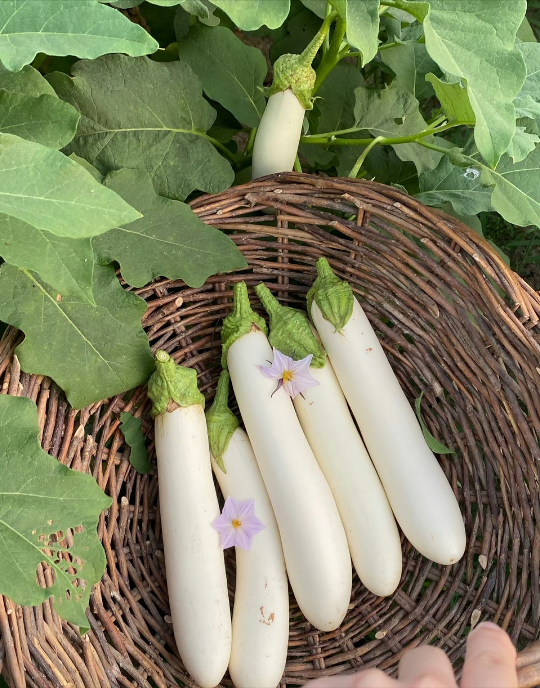 第一次见白茄子,互联网真是太让人长见识了