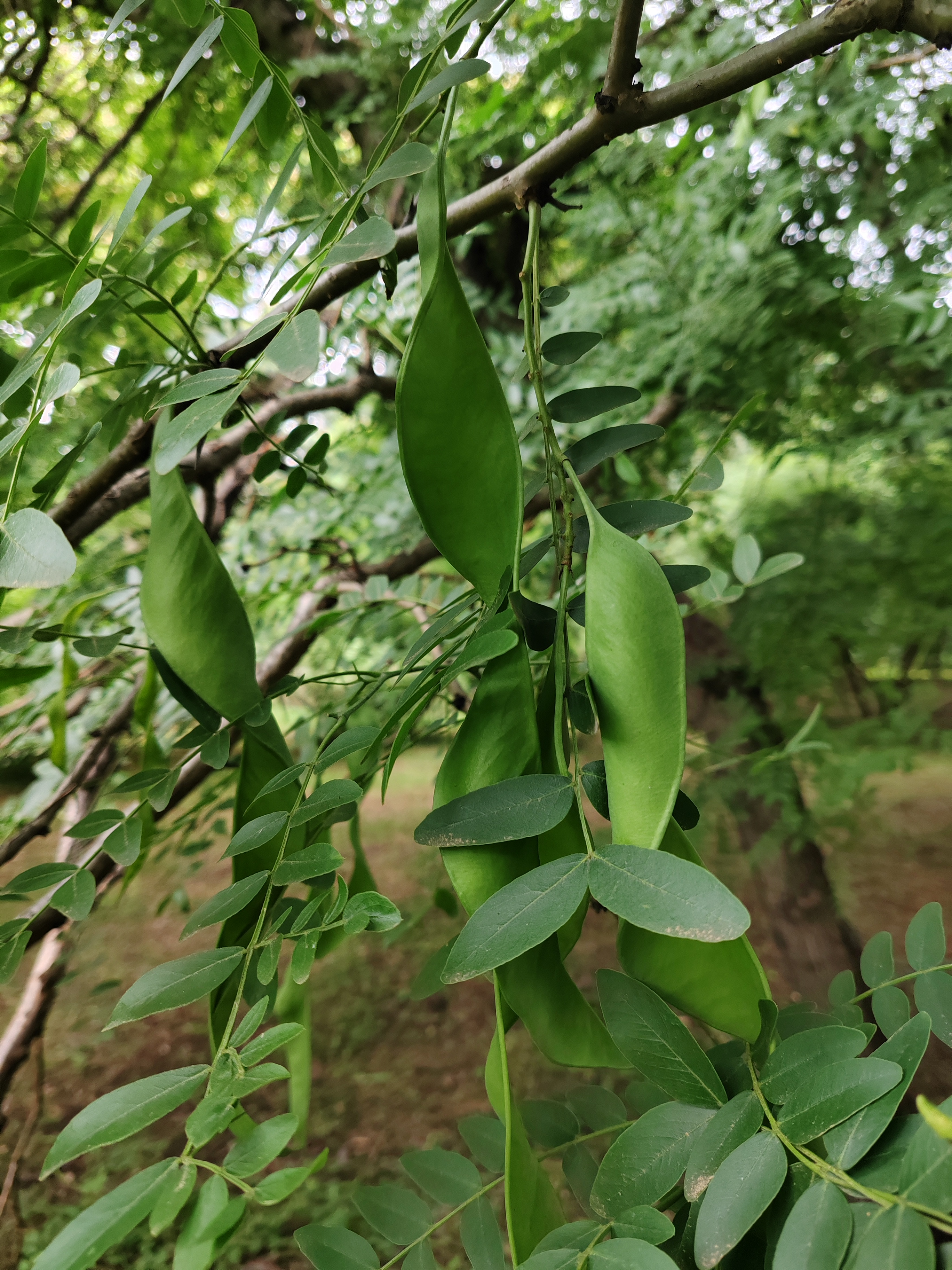 皂荚树皂角树图片