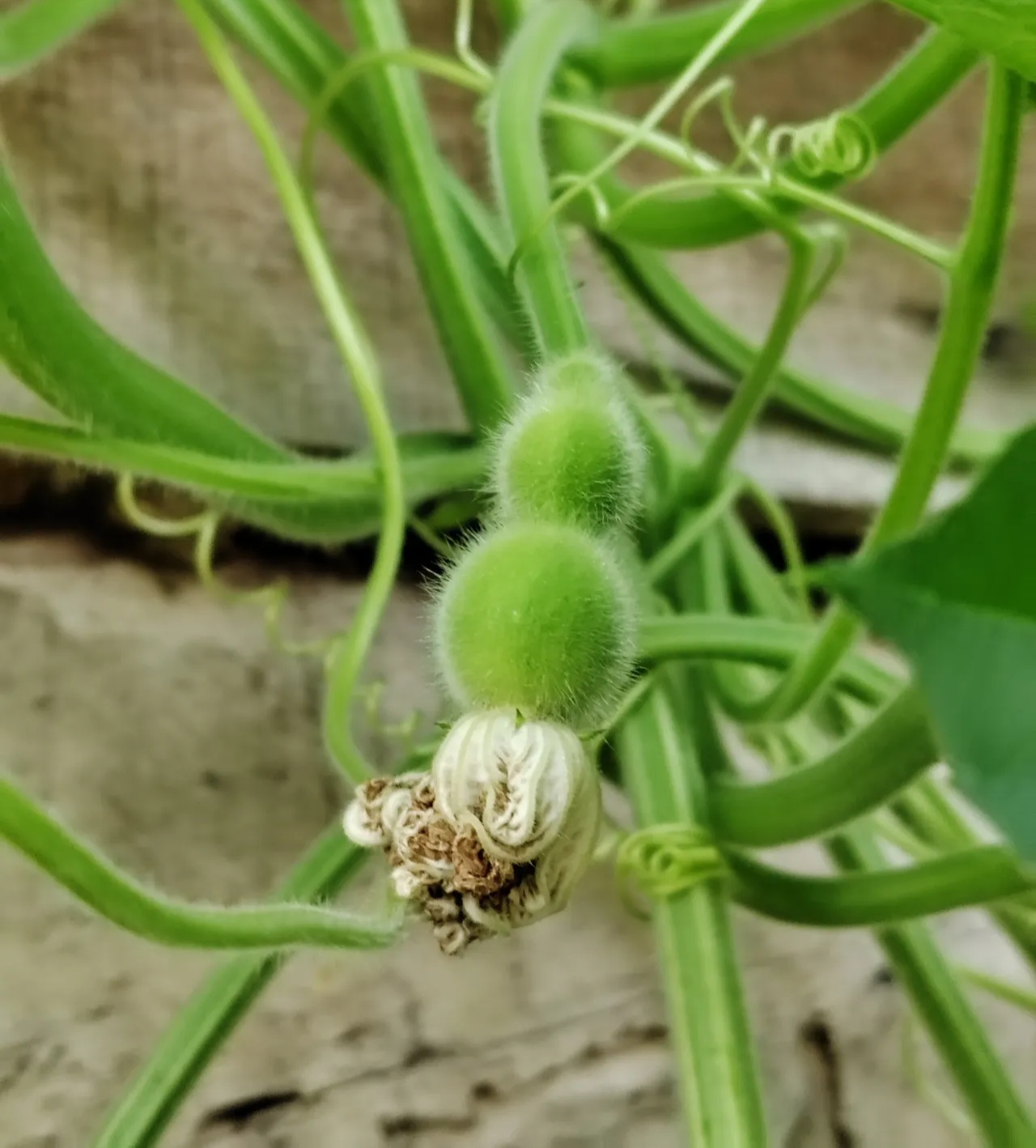 今年我们家种了两棵葫芦,葫芦秧的攀附能力太强大了,入秋后结了少量的