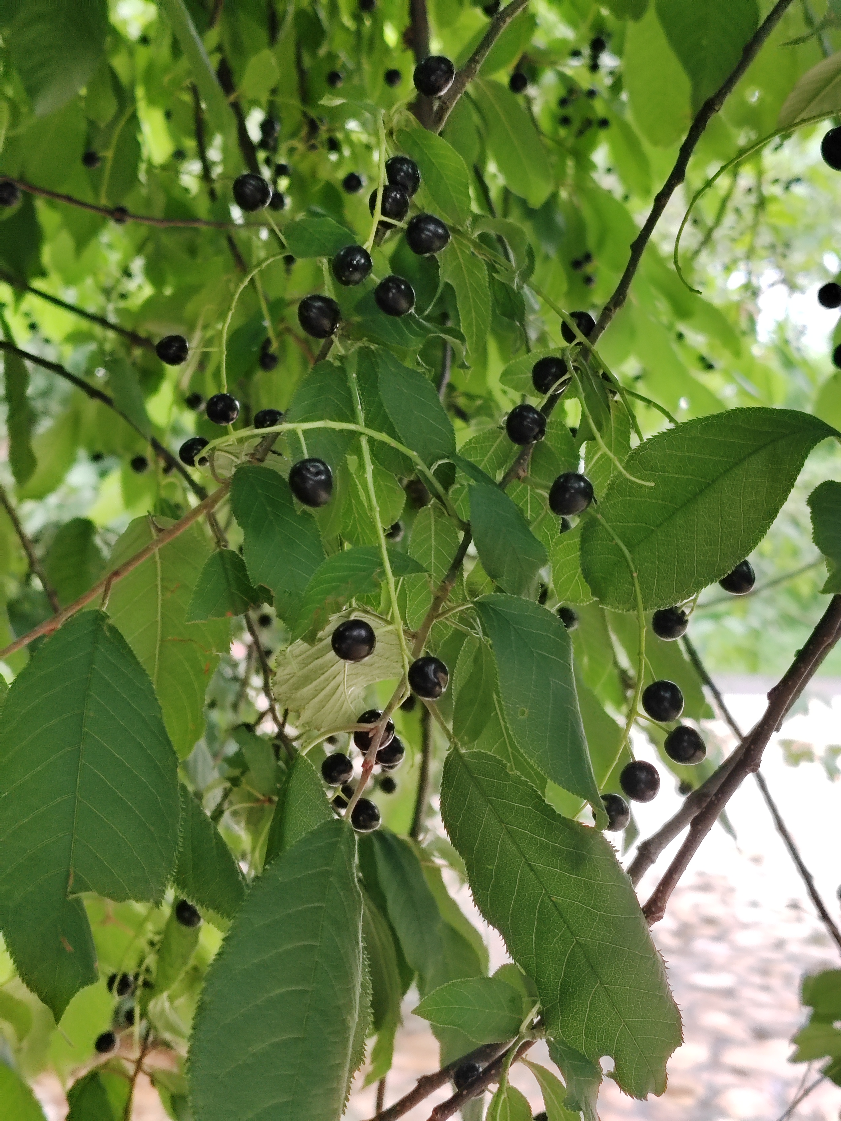 认识一种野果子,稠李子,又叫臭李子,酸酸甜甜的.