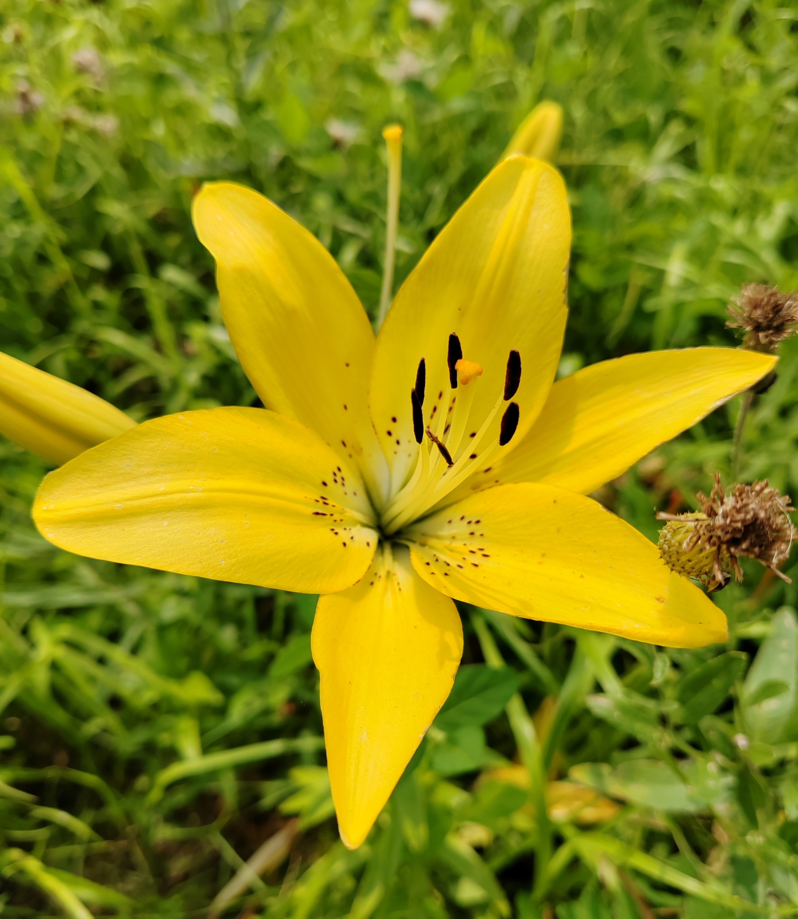 黄色百合花
