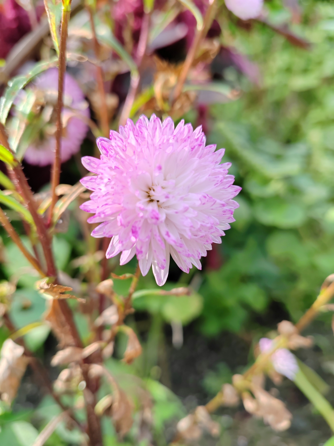 翠菊,秋日的翠菊花朵,小得惹人恋爱.