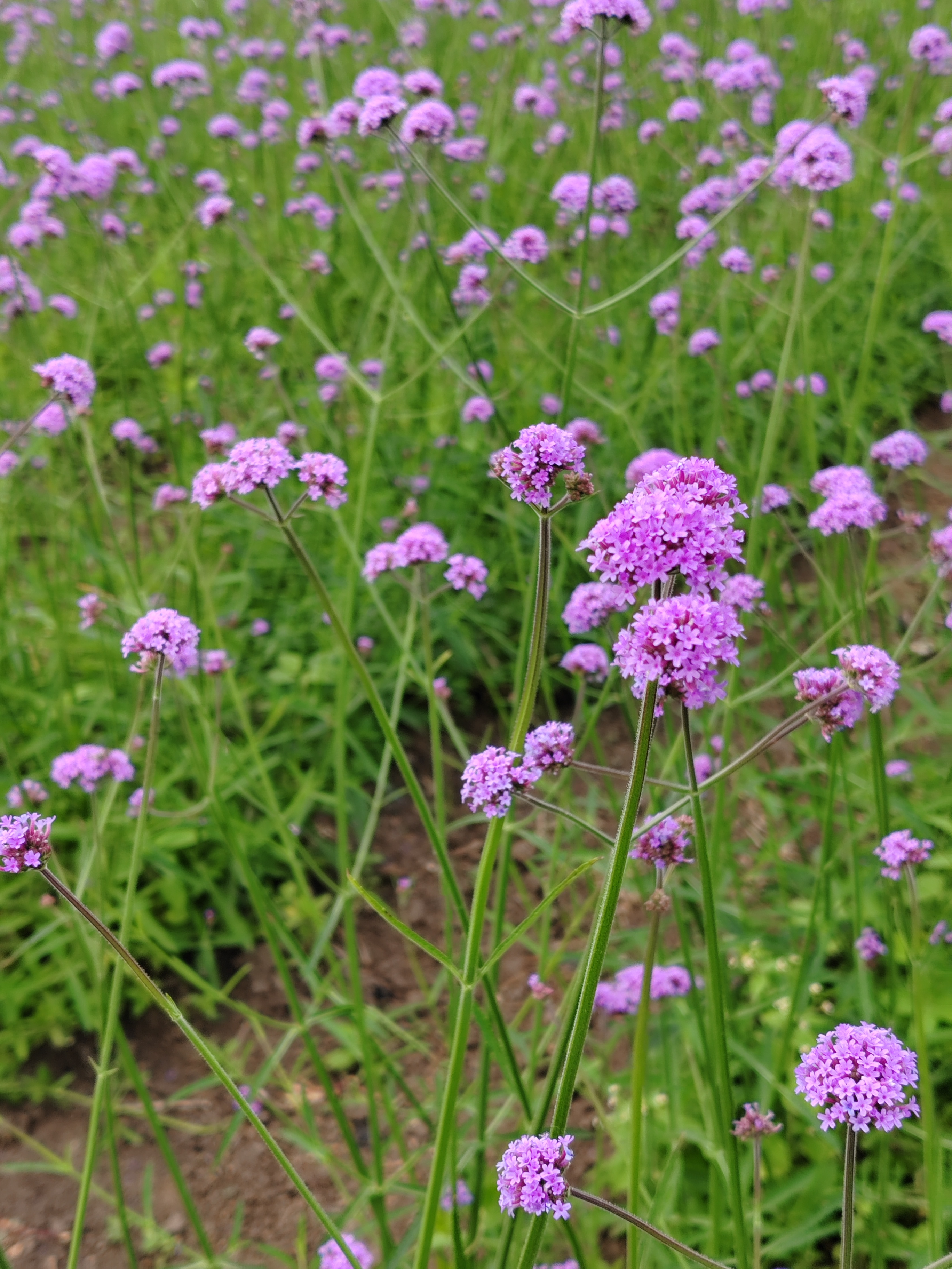 马鞭草,紫色花海