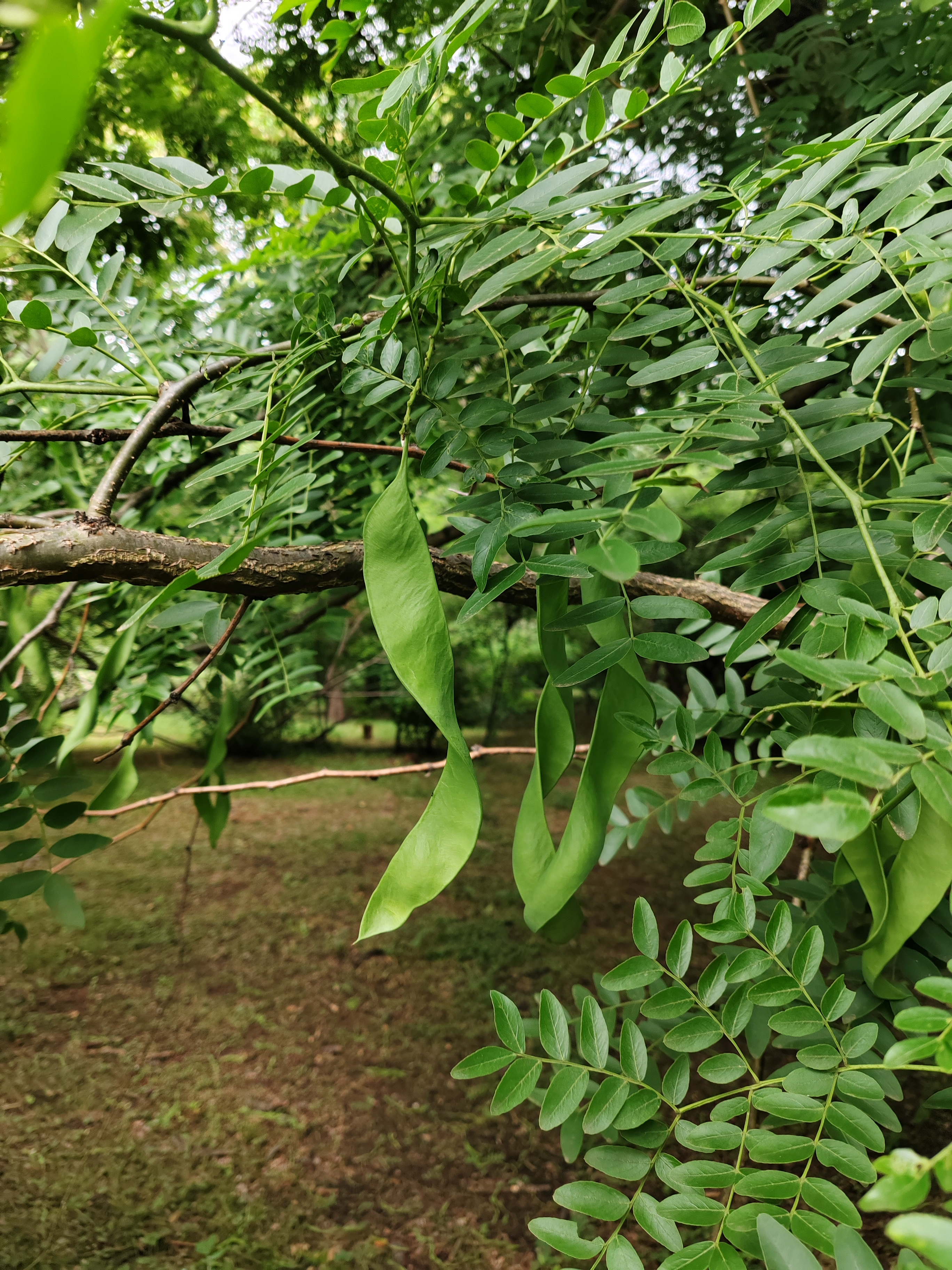 皂荚树皂角树图片