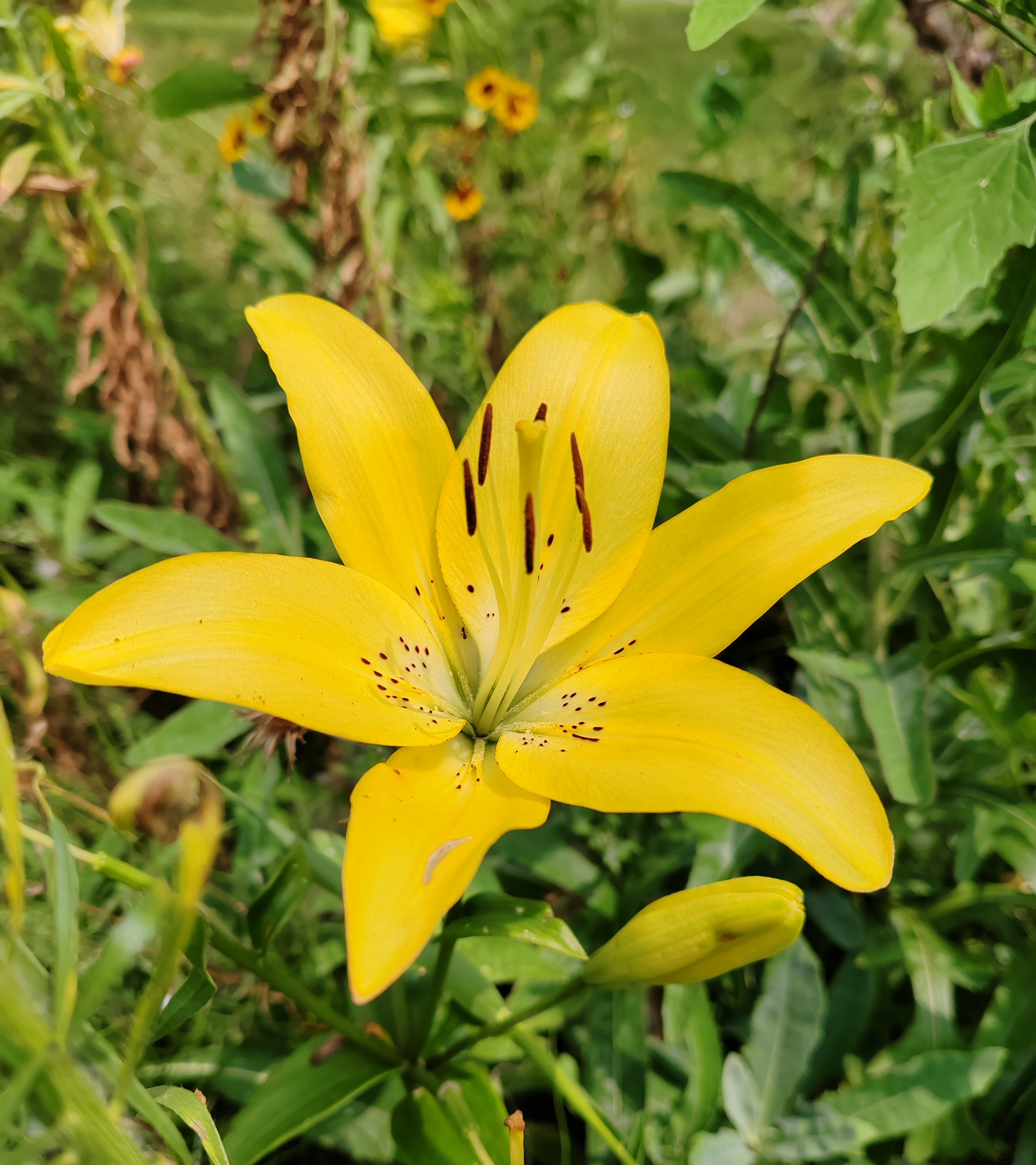 黄色百合花