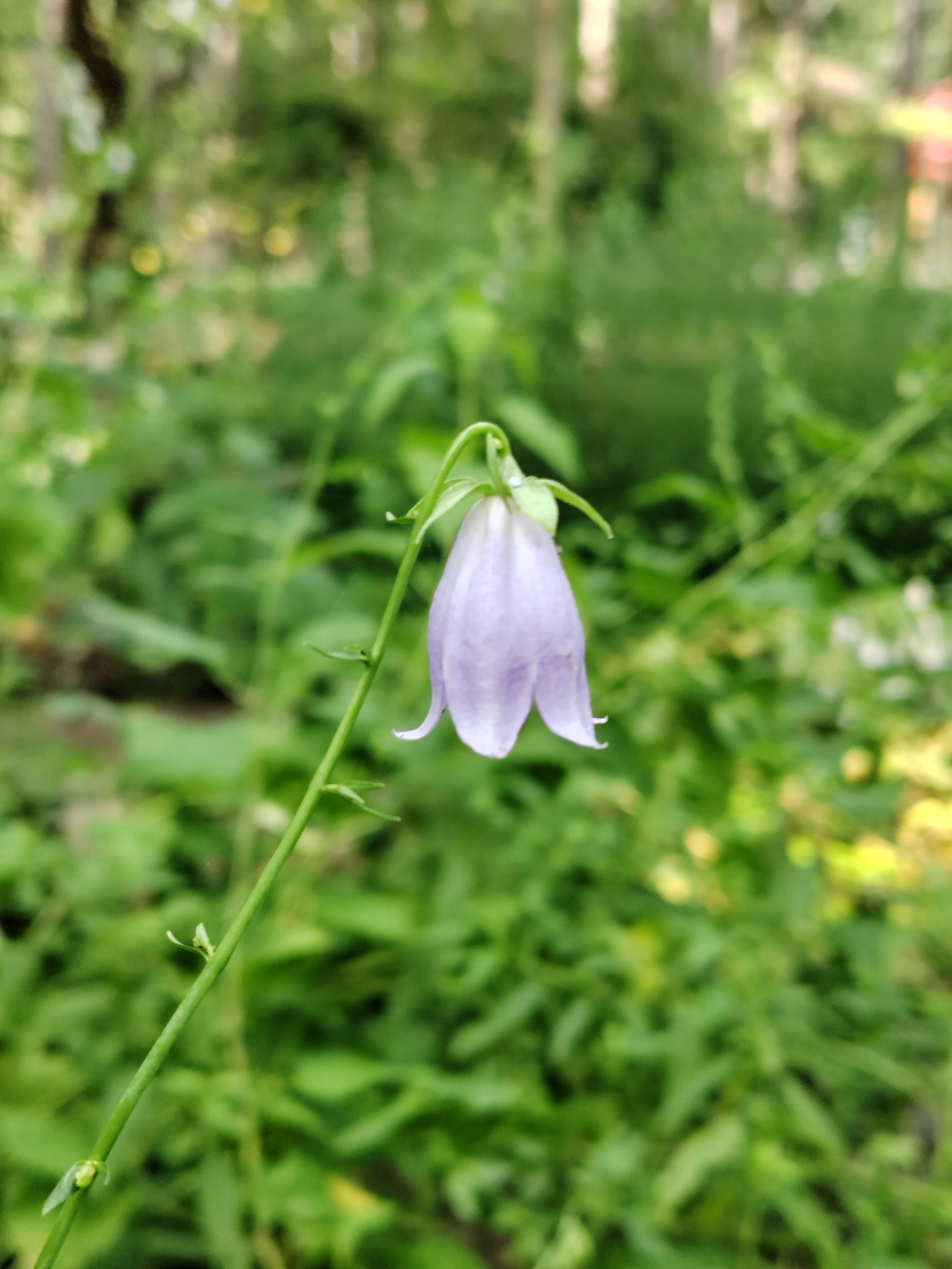 沙参,小铃铛花朵,灵气十足.