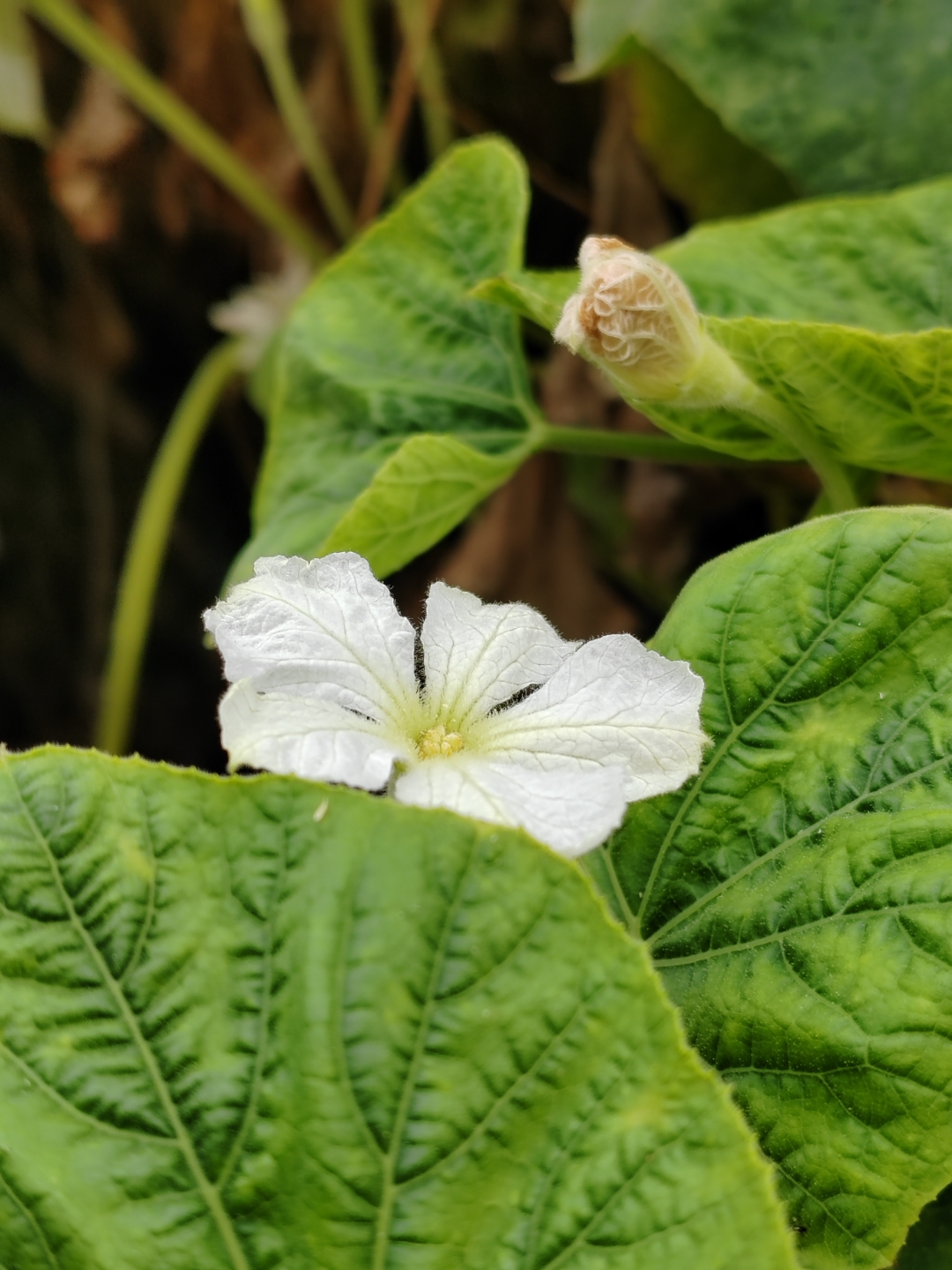 葫芦秧,图片回忆录