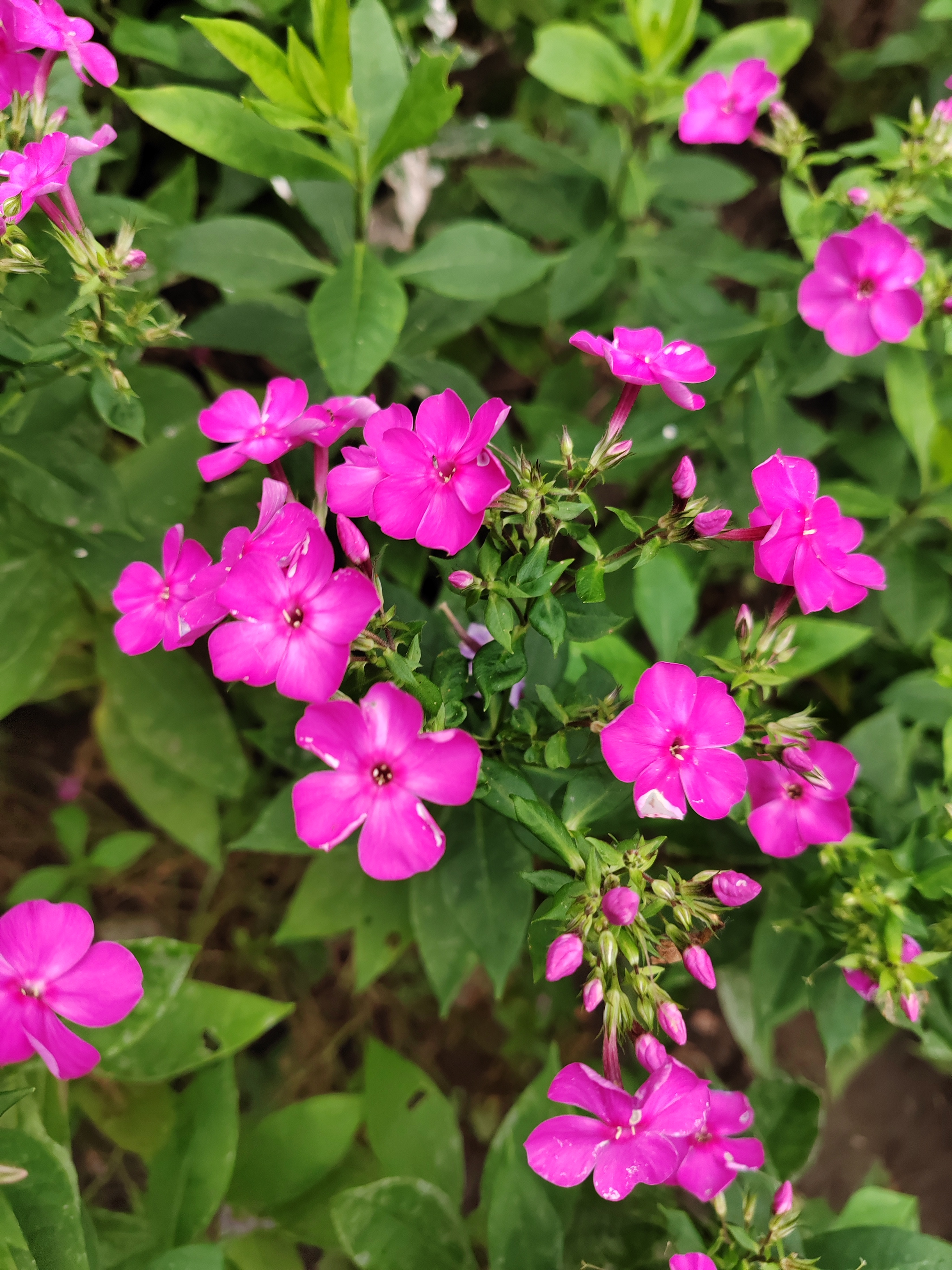 天蓝绣球,花期到来了.