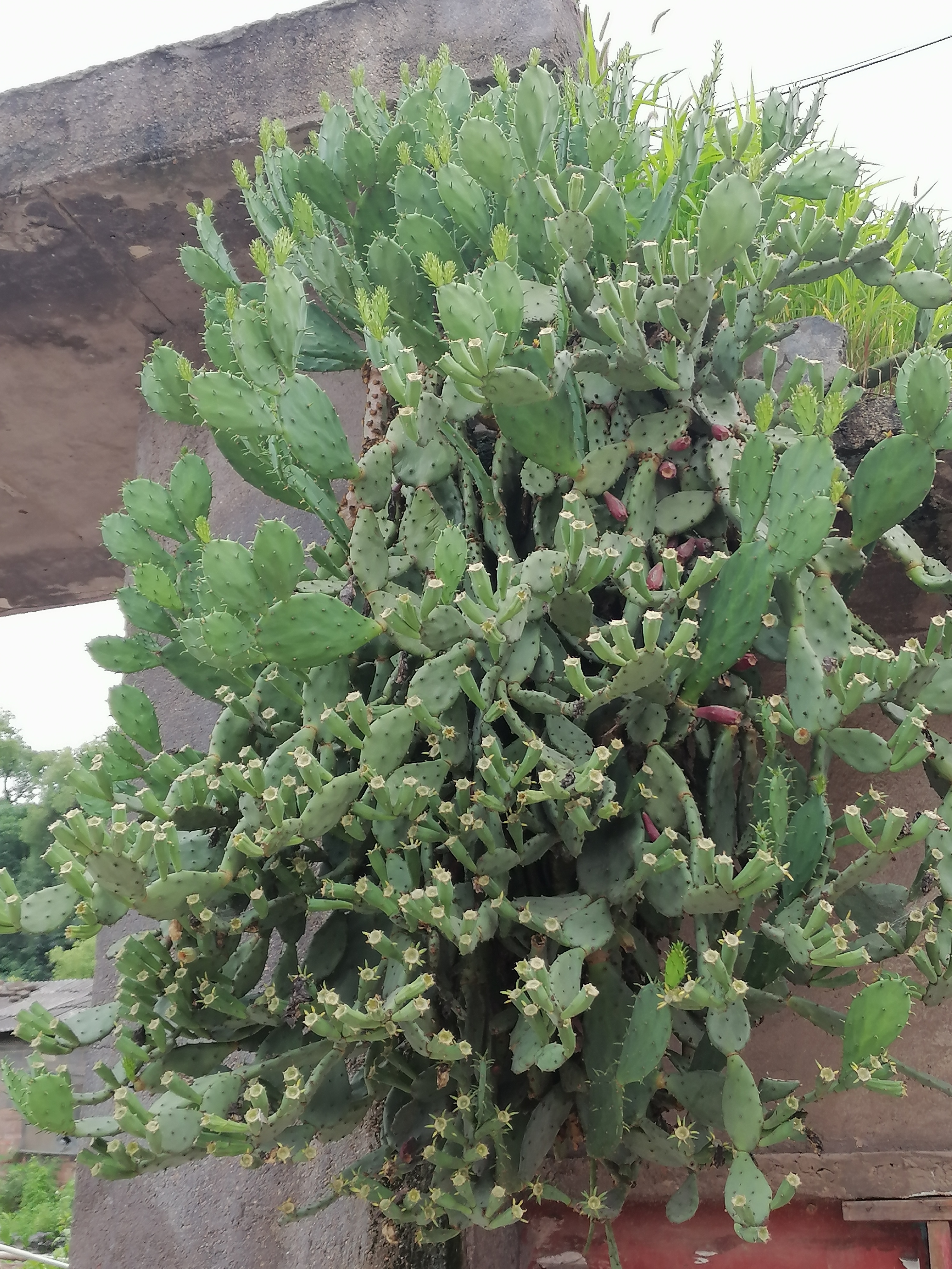 大阳山植物园仙人掌图片