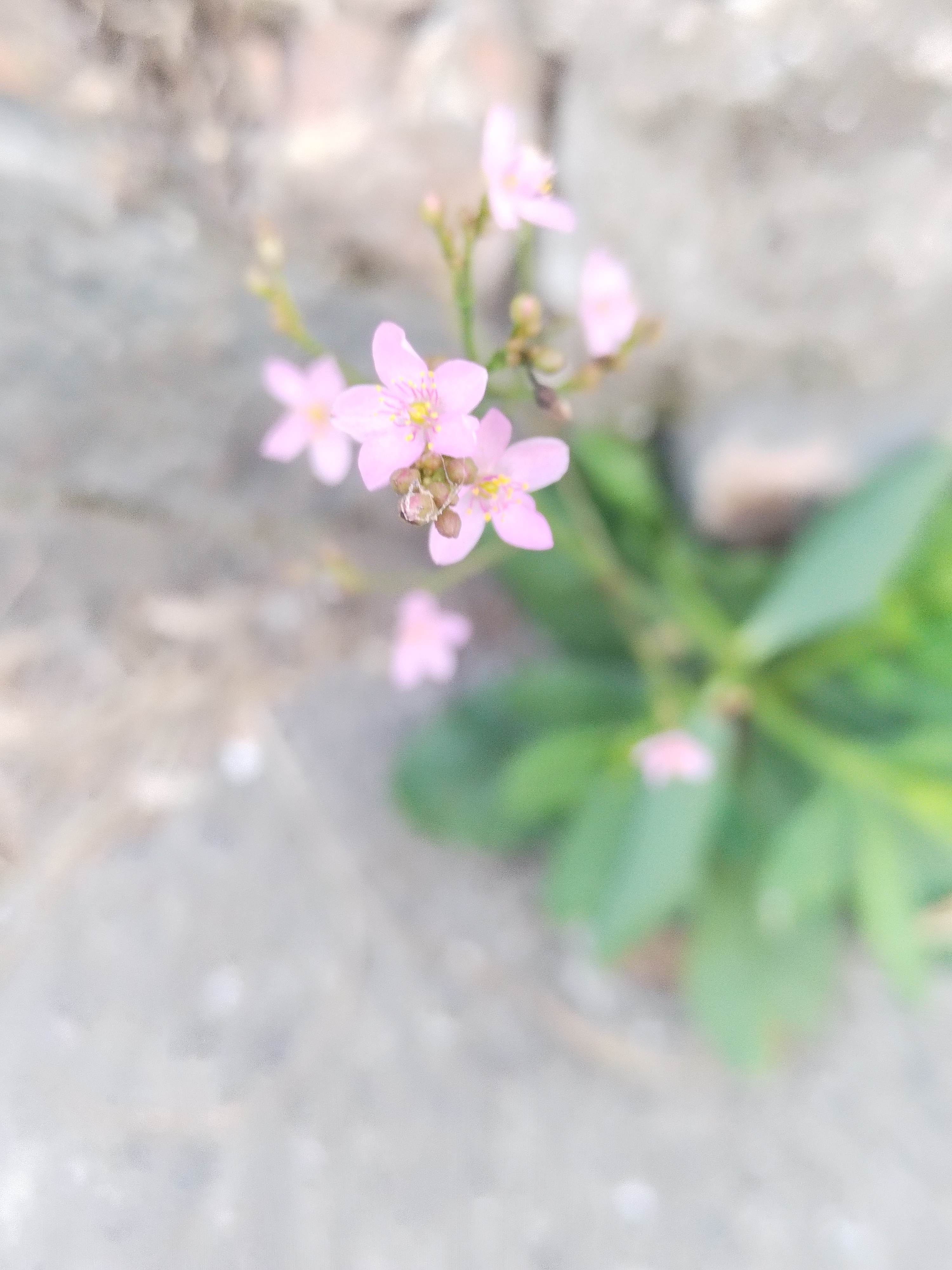 墙头花,挺漂亮,有人知道叫什么花不